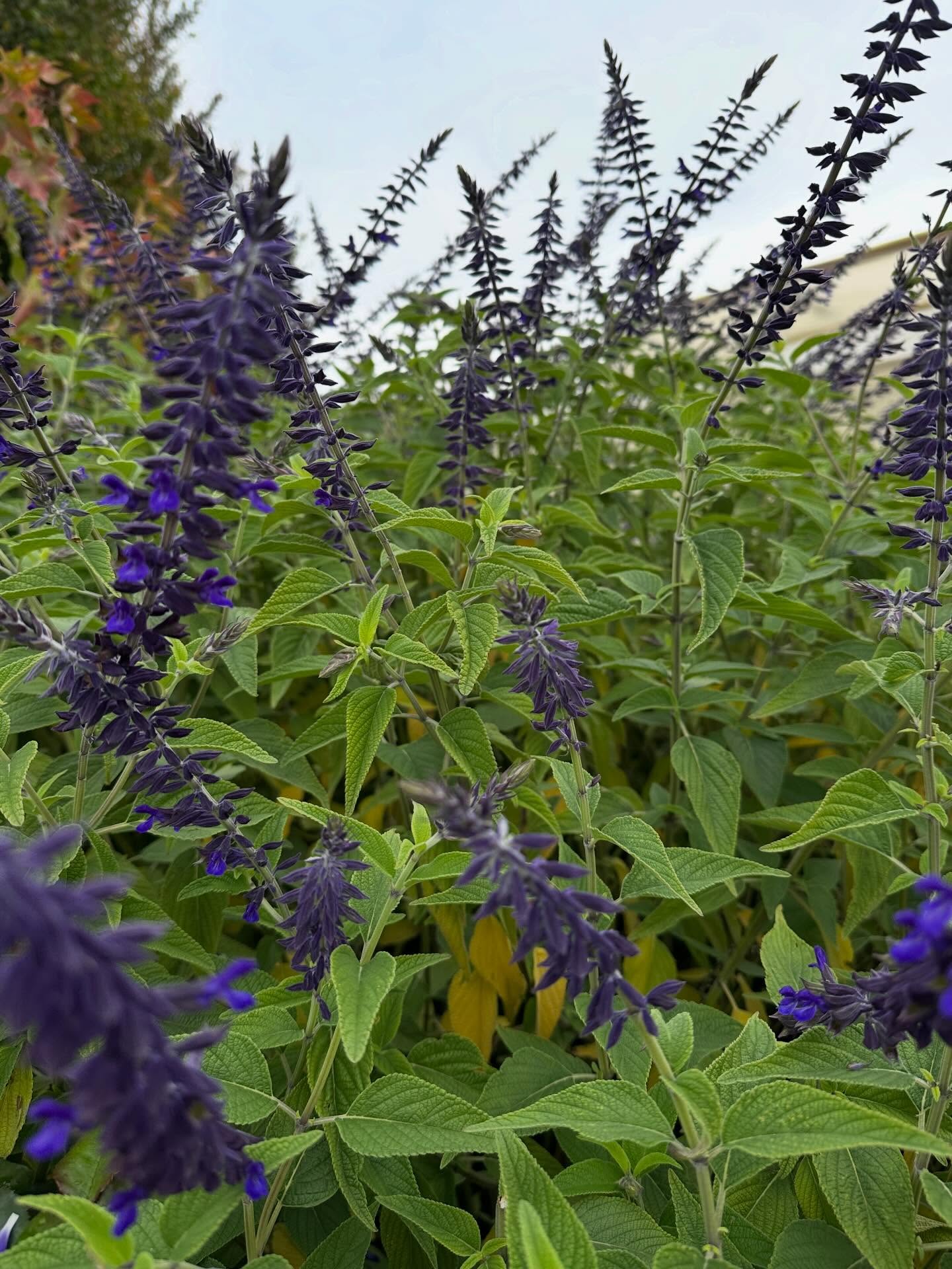 Salvia Anthony Parker 🪻
☀️ pleno sol, tolera sombra ligera
💧 bajo requerimiento hídrico
🌿 follaje perenne verde grisáceo
suelos bien drenados, tolera suelo pobres
🪻floración morada desde verano a fin de invierno
❄️ tolera heladas suaves
🐝🦋 atrae muchos polinizadores
.
.
#salvias #vivero
#ornamentales #bajorequerimientohidrico #paisajismo