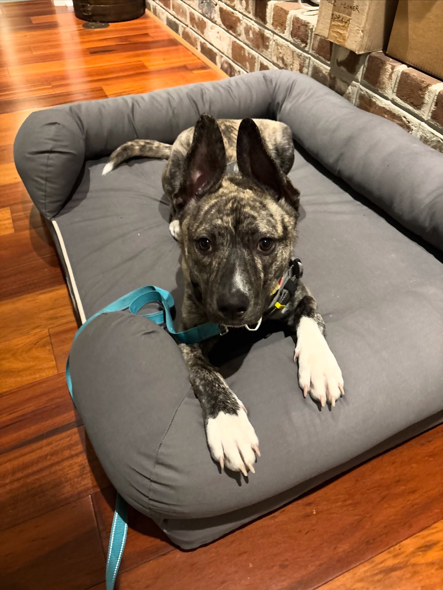 Hibbi has her eyes on the prize (and her ears on every sound!) while mastering her Place Command
This absolutely gorgeous girl is crushing her private lessons with us! That focused look is what we call impulse control in action.
Interested in private lessons for your dog? Send us a DM or an email
#HappyHounds #DogTrainingSuccess #PrivateLessons #PuppyFocus #DogsofSavannah #SavGa #savannahgeorgia