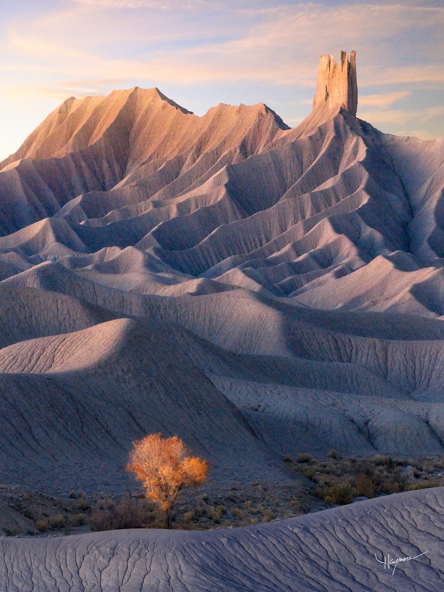 A resilient lone Cottonwood tree springing up in a place it shouldn’t, feels like defiance in the face of adversity.