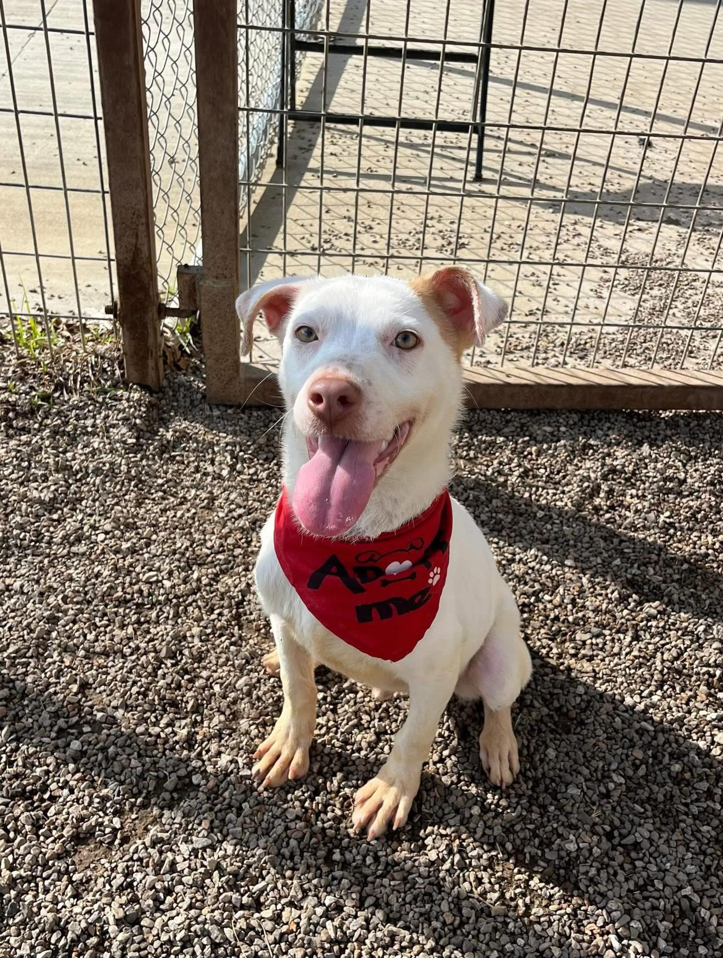 VERY SHORT TERM FOSTERS NEEDED! These 12 dogs need a foster until 1/1. That’s ONLY 20 DAYS!!
Each of these pups are dog friendly and go out in the play yards at the shelter.
Please use the following link to find all the information about each dog. There are additional dogs listed that have later transport dates and need a foster too.
Trello Board Link in BIO! 🔗
Once on the website, scroll to the right and look under “Destination Transportation Silcox” and “Destination Transportation North”.
We supply food, treats and toys.
EMAIL fwaccfoster@fortworthtexas.gov if you can save a life
Fort Worth, TX
Just be local to DFW to short term foster.
They are located at Fort Worth Animal Care & Control