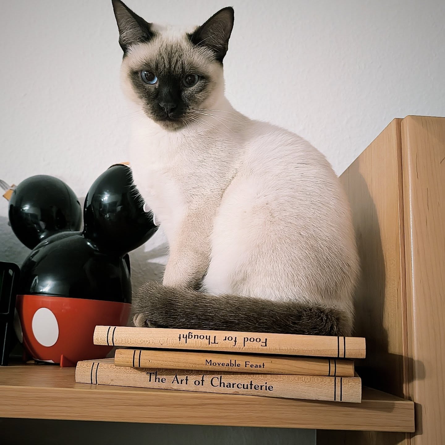 Grumpy kitty is judging you 😋
#catscatscats #booksandcats #catmomlife😻