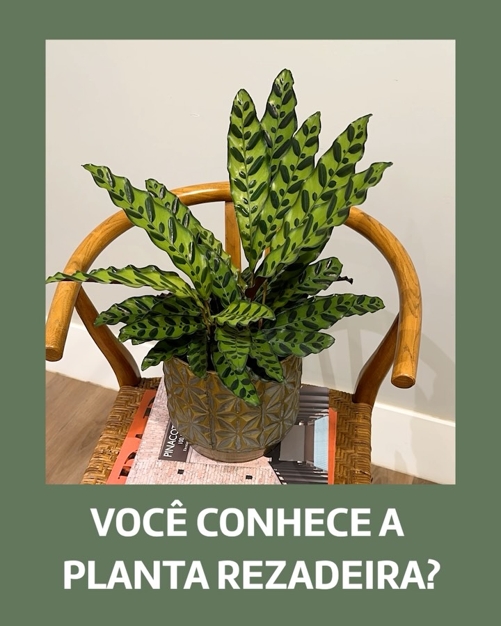 Já ouviu falar das famosas plantas rezadeiras? 🙏🏻🪴
Pois é… as Calatheas fazem esse “ritual” todos os dias!
Quando a noite chega, elas levantam as folhas, parecendo que estão rezando mesmo.
E quando o dia amanhece… elas se abrem novamente, como se estivessem dando um “bom dia” todo especial. ✨
Mas não é só charme, não!
Elas fazem isso porque são super sensíveis à luz e ajustam as folhas para se proteger e evitar que a umidade fique parada, um mecanismo natural que parece mágica.
Quem tem Calathea em casa ganha um espetáculo diário.
E você… já viu a sua rezando por aí? 🌙💚
#Calathea #PlantaRezadeira #Insignis #CalatheaMakoyana #plantasverdes