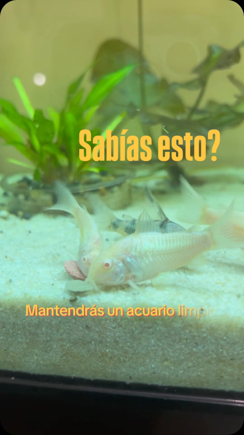 El pez limpiador! Muchos creen en el mito del “pez limpiador”, pero la ciencia dice otra cosa.
Aquí explico cómo realmente funcionan estas especies y por qué son auxiliares ecológicos, no sistemas de limpieza.
Si quieres acuarios saludables y profesionales, este video te va a abrir los ojos. 👇
¿Tienes dudas sobre tu acuario? Déjala en los comentarios. #fishtok ##Acuarios #Peces #guayaquil acuariosecuador