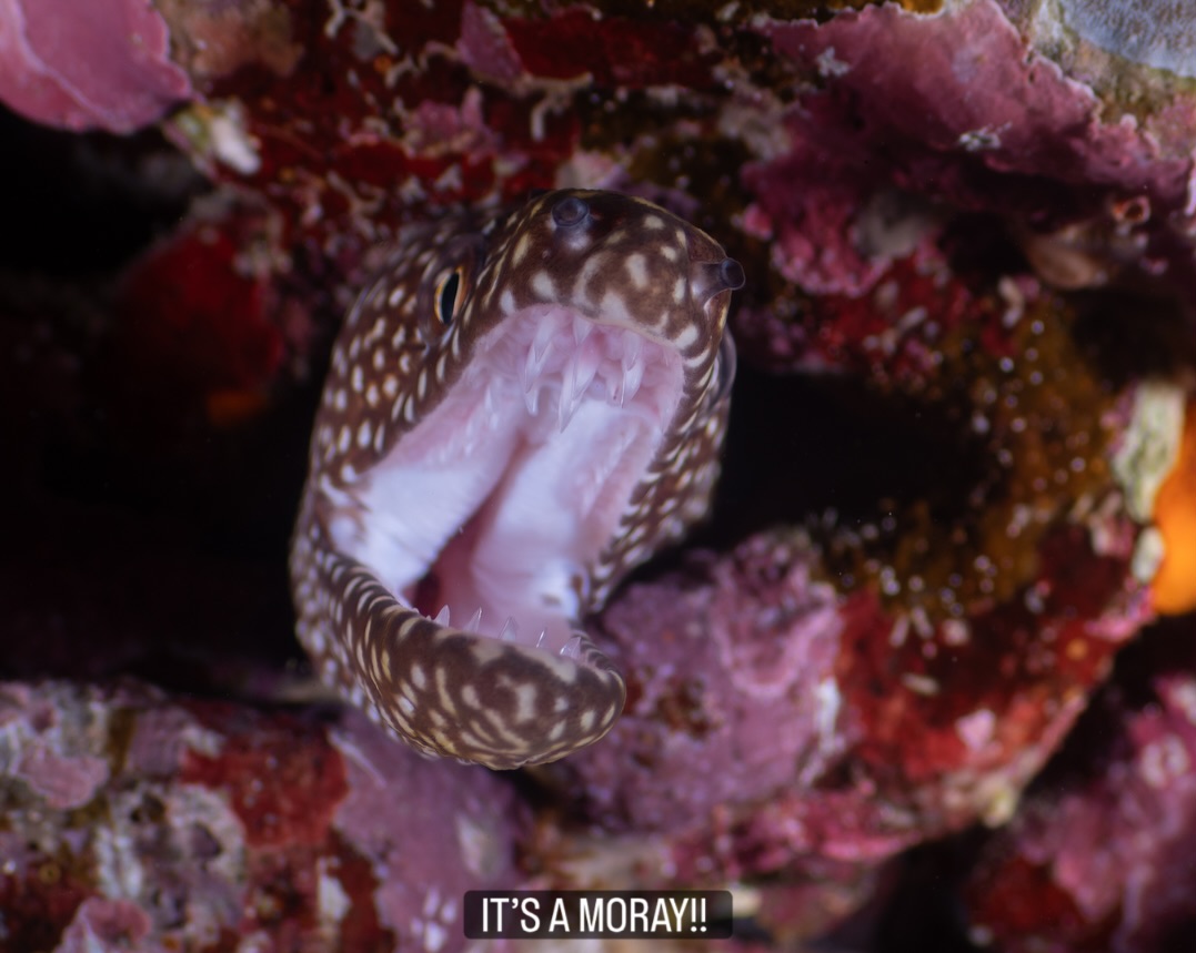 ๐ชธ ๐๐ง ๐๐จ๐ฎ๐ซ ๐
๐๐๐ โ ๐๐ก๐ ๐๐ก๐ข๐ญ๐๐ฆ๐จ๐ฎ๐ญ๐ก ๐๐จ๐ซ๐๐ฒ
This striking Whitemouth Moray (Gymnothorax meleagris) is a perfect example of how specialised equipment can reveal familiar subjects in new ways.
These images were captured using the Nauticam EMWL (Extended Macro Wide Lens) system โ a unique optical setup that pairs a macro lens with a series of wet lenses to create an ultra-wide effect. The result? The subject is right on the lens, perfectly sharp and full of character, while still showing its surroundings in context.
Itโs a challenging technique that rewards patience and precision, but the results speak for themselves โ intimate, detailed portraits that bring the viewer eye-to-eye with the reefโs most charismatic creatures.
๐ธ John Warmington
๐๐๐๐ง ๐ญ๐จ ๐๐ข๐ฏ๐ ๐๐ง๐ ๐๐ข๐ง๐ ๐ง๐๐ฐ ๐๐ซ๐ข๐ญ๐ญ๐๐ซ๐ฌ?
Message or visit our webpage for more details at:
๐ฌ๐ฌ๐ฌ.๐๐ง๐๐ฉ๐ฉ๐๐ง๐จ๐ฅ๐ค๐ฉ๐ฉ๐๐ง.๐๐ค๐ข
Why not relax and spend a few days away โ dive and stay at Karma Waters Villa
๐ต๐๐๐ฝ๐://๐๐๐.๐ฎ๐ถ๐ฟ๐ฏ๐ป๐ฏ.๐ฐ๐ผ๐บ/๐ฟ๐ผ๐ผ๐บ๐/๐ญ๐ฏ๐ด๐ฏ๐ฑ๐ด๐ฏ๐ต๐ฑ๐ญ๐ท๐ท๐ฒ๐ณ๐ณ๐ญ๐ต
#UnderwaterPhotography #MacroWideAngle #VanuatuMoments #DiveVanuatu #KarmaWatersVanuatu itsamoray