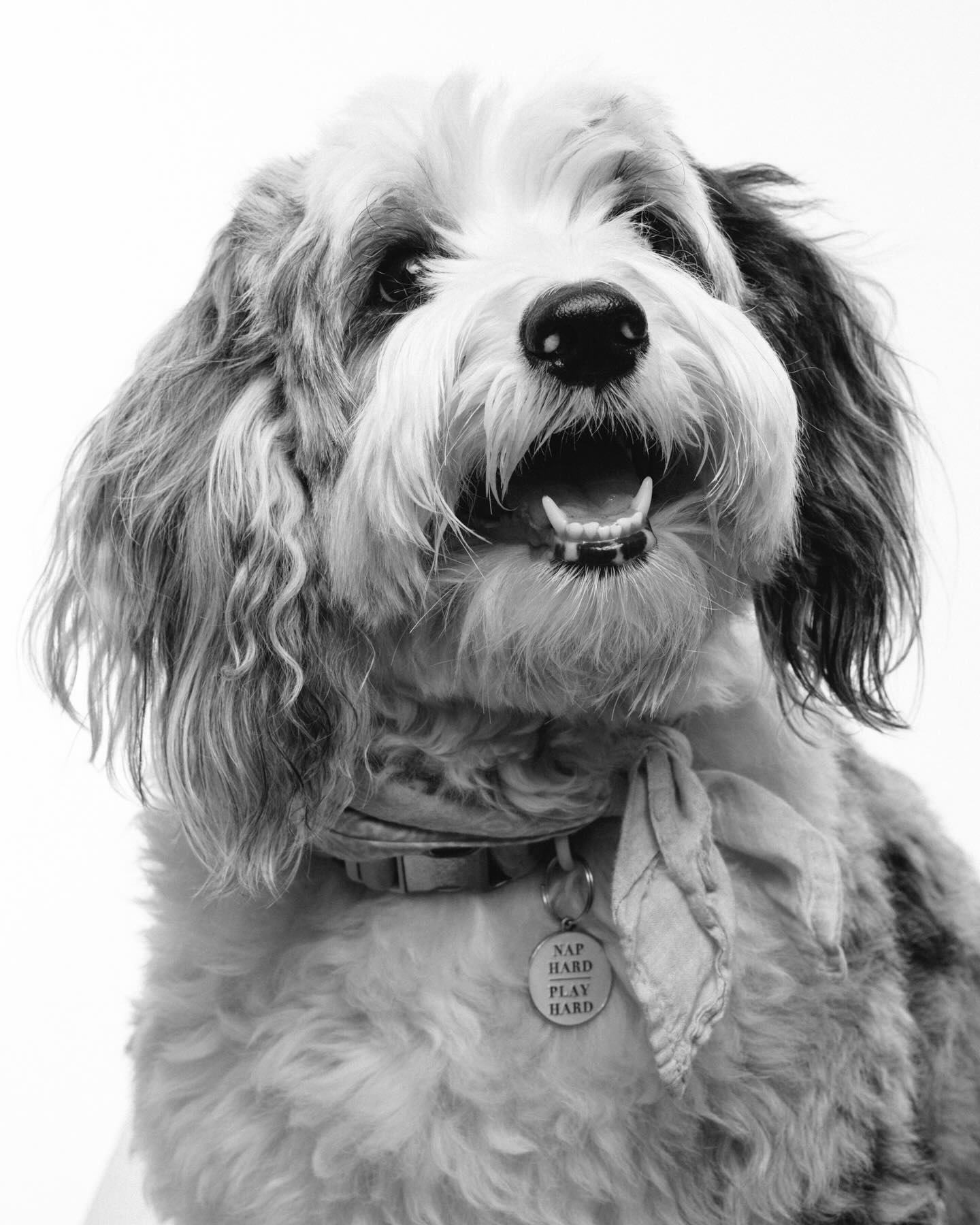 Hace tiempo que queríamos hacer una sesión con la @fran_innocenti y la @manenapomeroy de la Sara. Finalmente aquí está y quedó increíble! Tremenda modelo la Sara, se pasó!! Les dejo las fotos aquí #retratosmascotas #perro #sesionmascotas @fujifilmx_cl_oficial