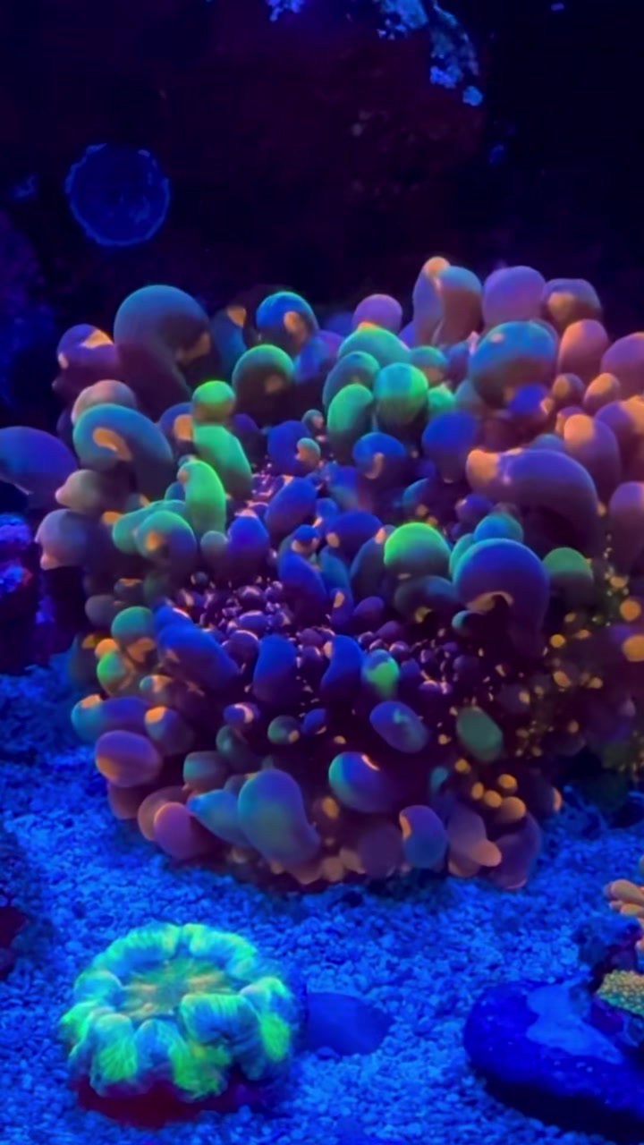 #tropicmarintanks
Amazing coral from @rachelsreefs 😍
You use our products and want to get reposted? Tag your post with #tropicmarintanks.
#tropicmarintanks #tropicmarin #tropic_marin
#eatsleepreef #allmymoneygoestocoral #reefporn #coralporn #reefaholics #aquarium #saltwateraquarium #nanoreef #reeftanks #euroreefers #reef2reef #reefers4reefers #vitaminsea #seafari
@tropicmarinusa @tropic_marin_br @tropic_marinarg @tropicmarinperu @aquarium_planet_cr @scireef @aqua.united.gmbh