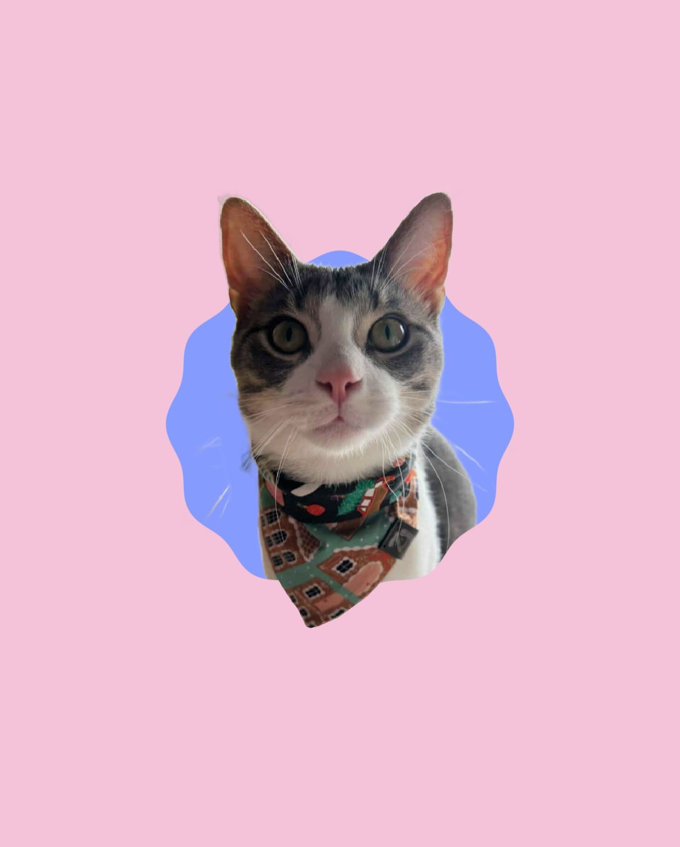 Our sale is over …
… but the fun has just begun! We have limited our Etsy site to digital products only between now and Christmas, but we have some exciting updates to share soon..
✨👀🐶