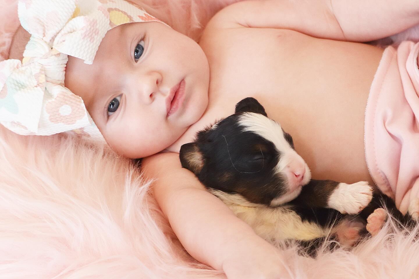 Omg 😳 I can’t even with how cute they are! @lkminibernese #LKMinibernese