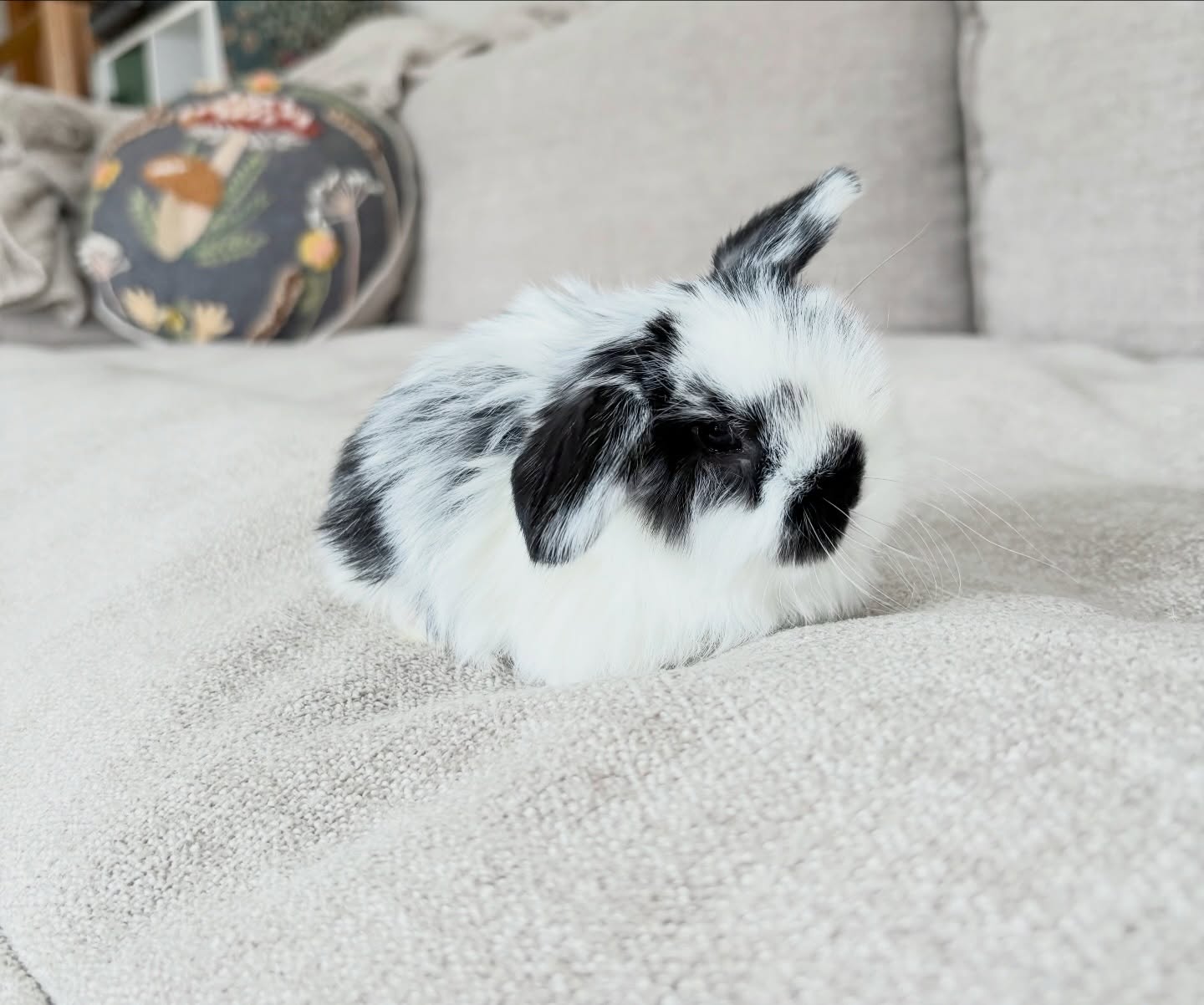 Luna 🖤