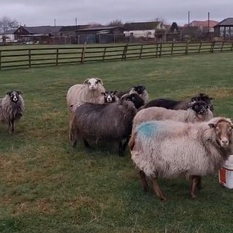 One of my favourite parts of being a heritage weaver is meeting my suppliers! We visited these beautiful Icelandic sheep in East Lothian this weekend, and they kindly agreed to let me use their fleeces for my upcoming vararfeldr project. Keep an eye on this page to see the journey from flock to feldr...
#weaver #weaving #weaversofinstagram #fibreart #fibreartist #slowcraft #traditionalcraft #scottishwool #sustainablecraft