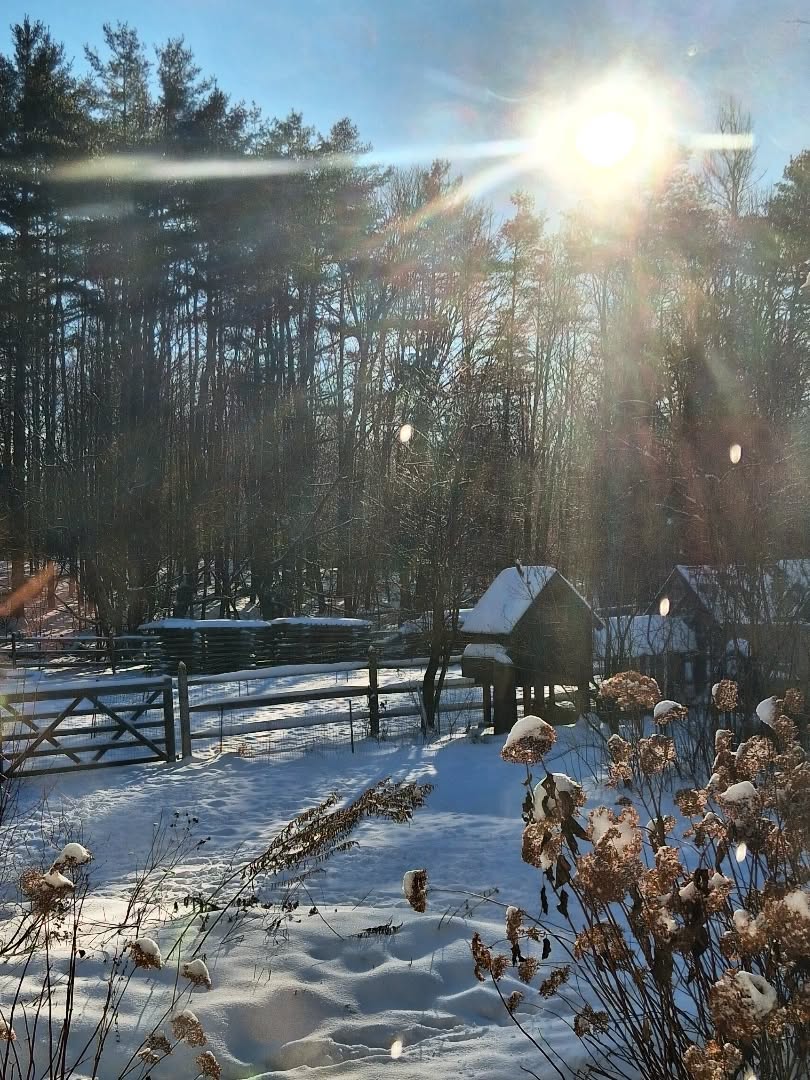 Bright sunny morning 🌞💛
#maine #sunrise #winter #landscape #snow #sunshine #winterwonderland