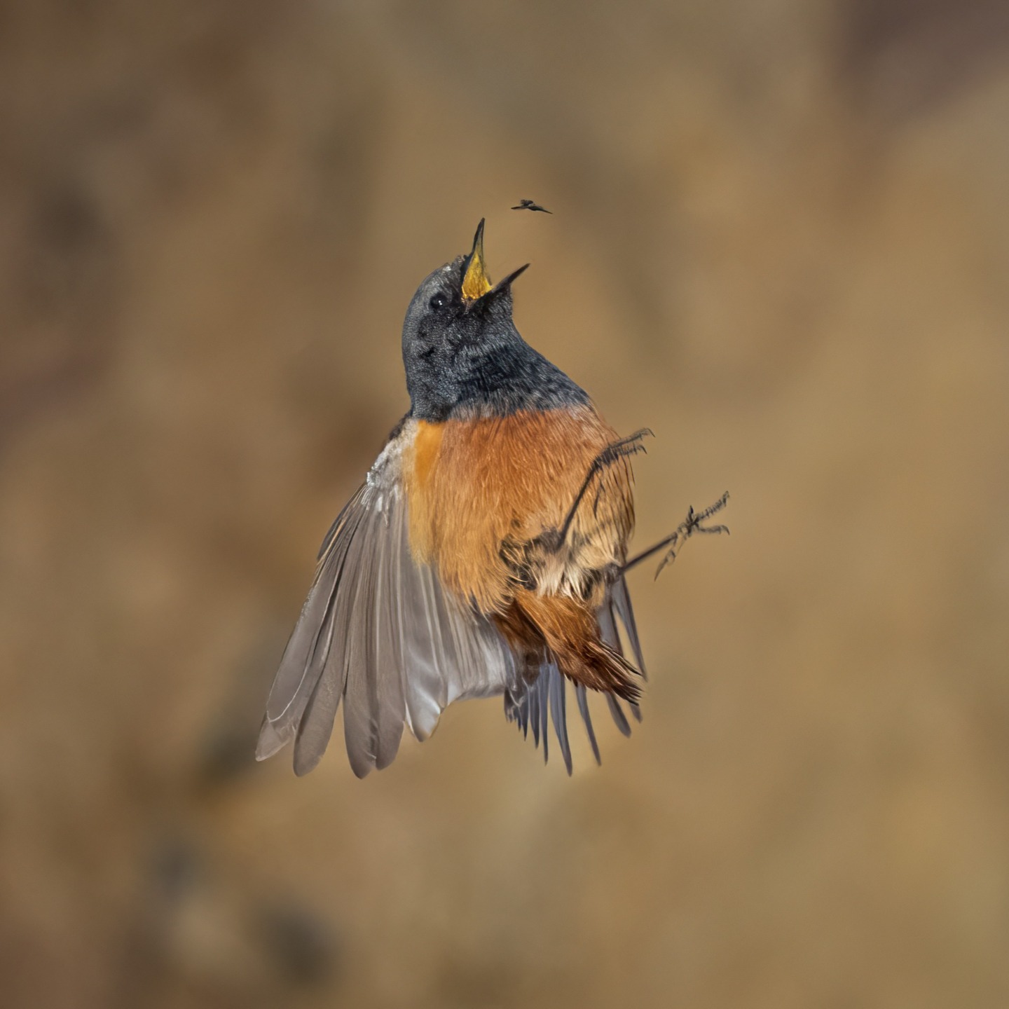 Eastern Black Redstart busy feeding on numerous flies in Filey Bay Corner. Even took time to have a bath for his adoring public inbetween hiding from the two peregrines that were patrolling the cliffs... #birdsofinstagram #wildbirds #wildbirdphotography #filey #yorkshirecoast #naturephotography