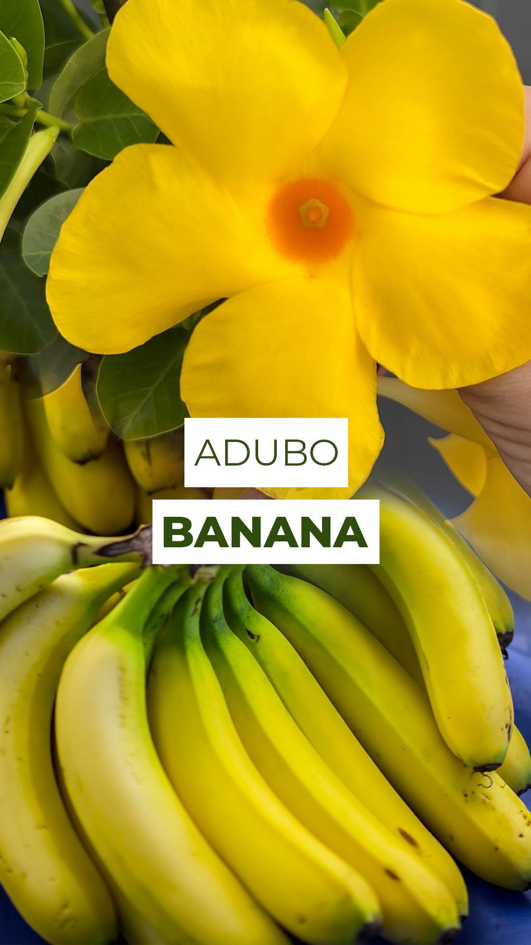 Casca de banana nas plantas, funciona mesmo?
🍌✨🪴
Sim! A casca de banana pode ser uma ótima aliada no cuidado das plantas, mas só se usada do jeito certo.
Ela é rica em potássio (K), um nutriente essencial que ajuda a deixar as folhas mais firmes e saudáveis, aumentar a resistência contra pragas, doenças e estresse, além de favorecer uma floração mais bonita e estável.
Mas tem um detalhe importante: a casca inteira no vaso não funciona, ela atrai insetos, decompõe devagar demais e quase não libera nutrientes.
Para fazer efeito, o ideal é:
1️⃣ Cortar em pedaços pequenos
2️⃣ Secar bem ao sol
3️⃣ Triturar até virar pó ou pedacinhos finos
4️⃣ Aplicar 1 colher de sopa por litro do vaso no substrato
Assim, a liberação é mais rápida e o potássio realmente chega até as raízes.
Além do potássio, a casca também oferece pequenas quantidades de magnésio e cálcio, que ajudam na formação das folhas e no fortalecimento das raízes, mas em níveis baixos.
⚠️ E um lembrete importante:
A casca de banana é um suplemento natural, um reforço extra para a planta.
Ela não substitui um adubo completo (NPK), porque quase não possui nitrogênio (N) e fósforo (P), nutrientes essenciais para o crescimento e para o desenvolvimento das raízes.
Por isso, use a casca como um apoio, um complemento na rotina de cuidados 🌿💛
#adubocaseiro #jardinagem #adubonatural #banana #plantas