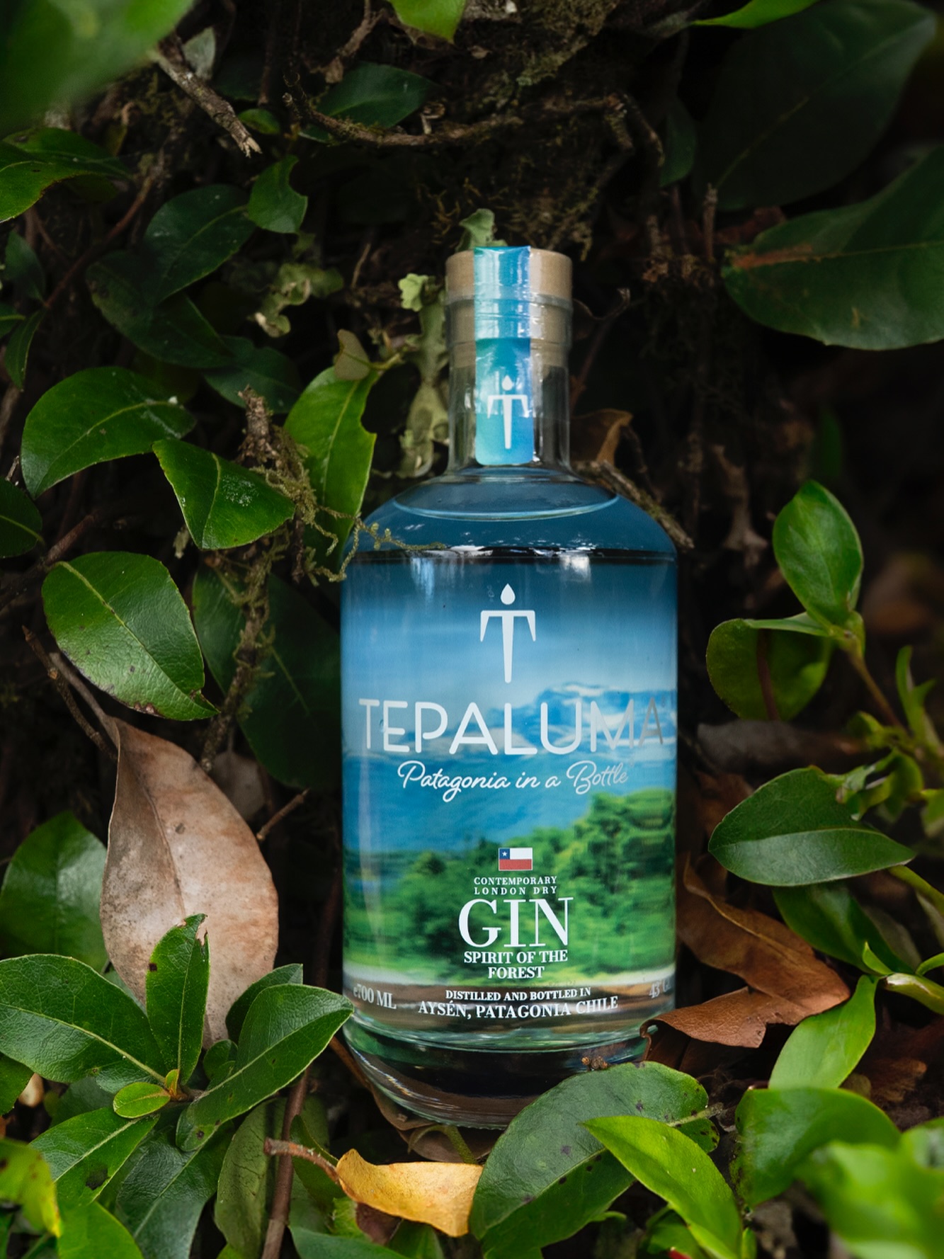 Esta Navidad regala alegría con un clásico nacido del bosque 🌿🍀
Sorprende con Tepaluma London Dry Gin , Espíritu del Bosque, un regalo que conecta con la naturaleza más pura.
Un elixir proveniente de los bosques más lluviosos de la Patagonia chilena.
Un espíritu noble y delicado, forjado en cobre y acariciado por el fuego, que destaca por sus profundas notas a tierras patagónicas.
Elegante, auténtico y lleno de carácter.
🎁 Promo Navidad 2x ✨
10% de descuento en la compra de 2 botellas
📅 Válido hasta el 17 de diciembre
🚚 Despachos hasta el 18 de diciembre
Disponible en tepaluma.com
📍 En la Región de Aysén distribuye Gran Calafate (+56 9 3233 0996) y nos encuentras en un sinnúmero de botillerías, supermercados y tiendas especializadas.
.
.
.
.
.
Real. Salvaje. Icónico. Tepaluma®
….
⚠️ ᴀᴅᴠᴇʀᴛᴇɴᴄɪᴀ: ᴇʟ ᴄᴏɴsᴜᴍᴏ ɴᴏᴄɪᴠᴏ ᴅᴇ ᴀʟᴄᴏʜᴏʟ ᴅᴀñᴀ ᴛᴜ sᴀʟᴜᴅ I ɴᴏ ʙᴇʙᴇʀ ᴀʟ ᴄᴏɴᴅᴜᴄɪʀ I ʀɪᴇsɢᴏ ᴘᴀʀᴀ ᴛᴜ ʙᴇʙé I ɴᴏ ʙᴇʙᴇʀ ᴍᴇɴᴏʀᴇs ᴅᴇ 𝟷𝟾 ᴀñᴏs I ᴍɪɴɪsᴛᴇʀɪᴏ ᴅᴇ sᴀʟᴜᴅ
ℹ️ᴠᴀʟᴏʀ ᴇɴᴇʀɢéᴛɪᴄᴏ ᴅᴇ ᴛᴇᴘᴀʟᴜᴍᴀ ɢɪɴ: 𝟸𝟺𝟶 ᴋᴄᴀʟ ᴘᴏʀ ᴄᴀᴅᴀ 𝟷𝟶𝟶 ᴍʟ I ᴛᴇᴘᴀʟᴜᴍᴀ ᴍᴀǫᴜɪ ɢɪɴ: 𝟸𝟷𝟽 ᴋᴄᴀʟ ᴘᴏʀ ᴄᴀᴅᴀ 𝟷𝟶𝟶 ᴍʟ
#TepalumaGin #Patagonia #PatagoniaChilena #DestileríaTepaluma #CarreteraAustral #Chile #navidad