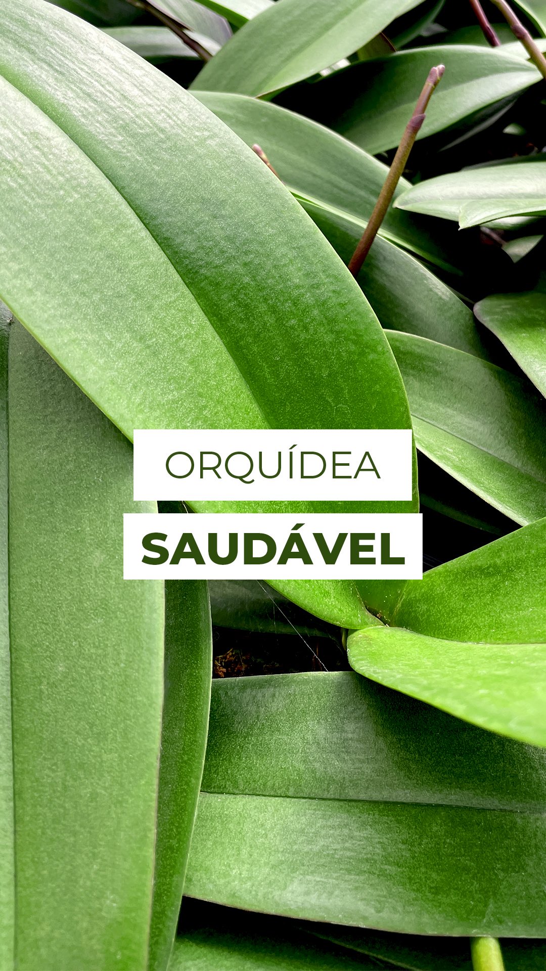 Suas Orquídeas estão saudáveis? As folhas e as raízes contam tudo! 🌿✨
Folhas firmes, verdes e com brilho são sinal de uma Phalaenopsis bem cuidada.
Já folhas murchas, molengas ou borrachudas costumam indicar falta de água!
E com as raízes é a mesma coisa: raízes acinzentadas mostram que a planta está precisando de hidratação, enquanto raízes verdes, grossas e cheias de vida revelam uma orquídea saudável.
A rega ideal costuma ser duas vezes por semana, diretamente nas raízes e em abundância, lembrando que essa frequência pode variar conforme o clima da sua região. 💧🌸
E aí, o que você achou dessas dicas? ✨
#Orquideas #Phalaenopsis #flor #Phalae #Flores
