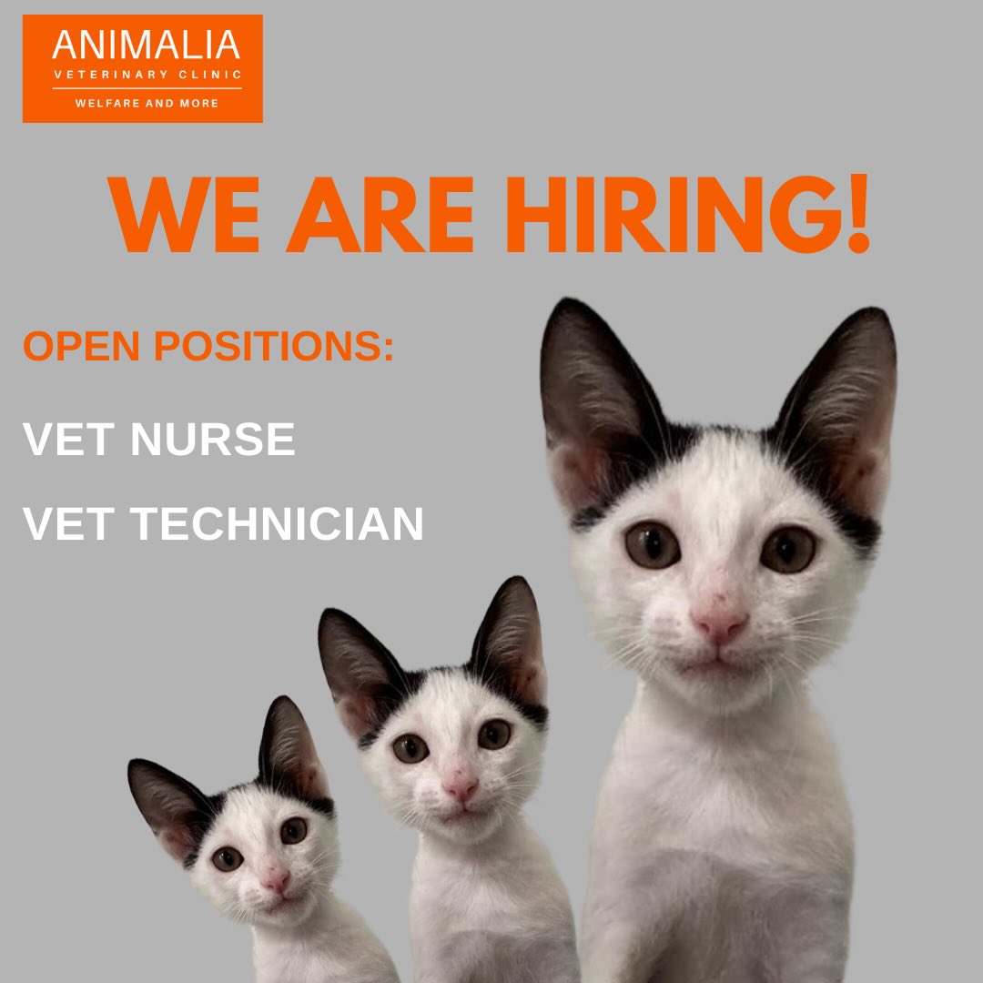 #animaliauae #uae #loveuae #cats #animals #animalwelfareinschools #communitycats #animalrescue #abudhabi #animalcare #vetclinic #veterinaryhospital #veterinaryclinic#mastersurgeon #surgery #adoptdontshop #catadoption #education #animaliapaws #animalwelfareabudhabi#animalwelfareeducation #youthprograms #sustainability #yearofcommunity #uae2025 @dofeuk @animaliauae