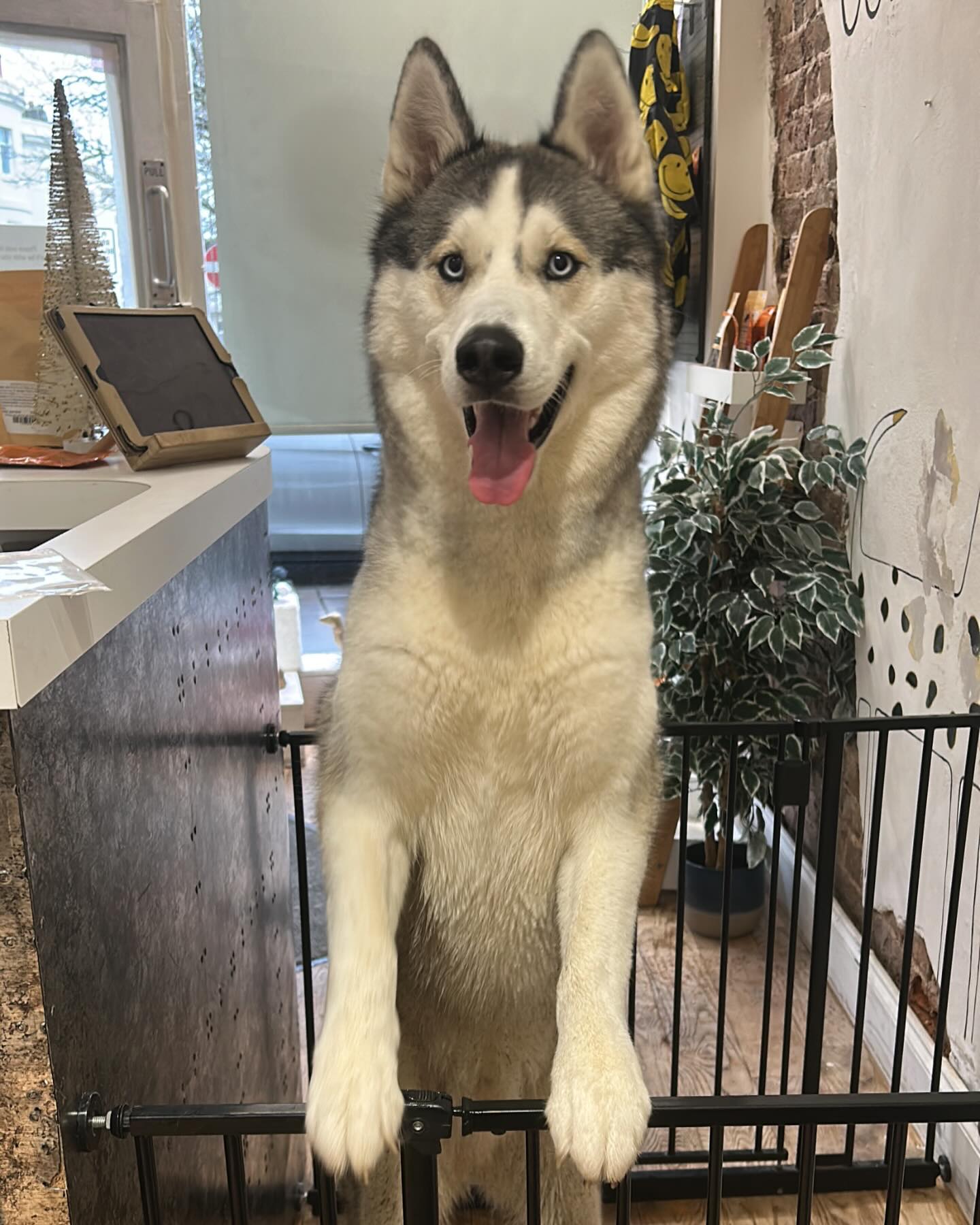 Arlo the handsome husky coming in for his bath and deshed! 😍🫶🏻
.
.
.
#husky #siberianhusky #woofmans #woofmansdoggrooming #doggroomer #doggroomerofinstagram #deshed #adorable #dogsofbrighton #doggroomersbrighton #dogshopbrighton #petshopbrighton