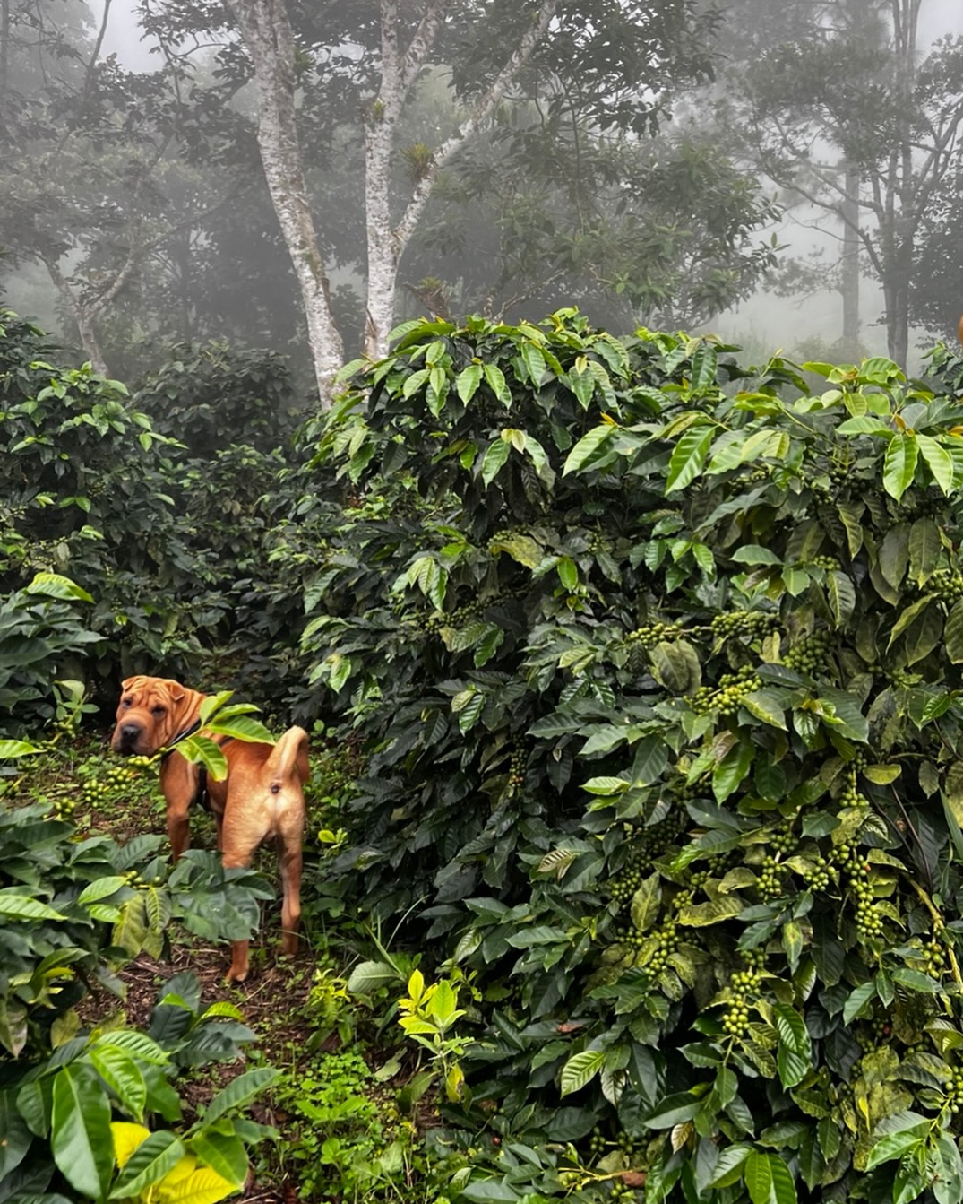 Walking through the clouds as we check on the #cosecha2026
#elgiganteestate #elgigantecoffee #specialtycoffeeroaster #specialtycoffee #sca #guatemalancoffee #guatemalancoffees