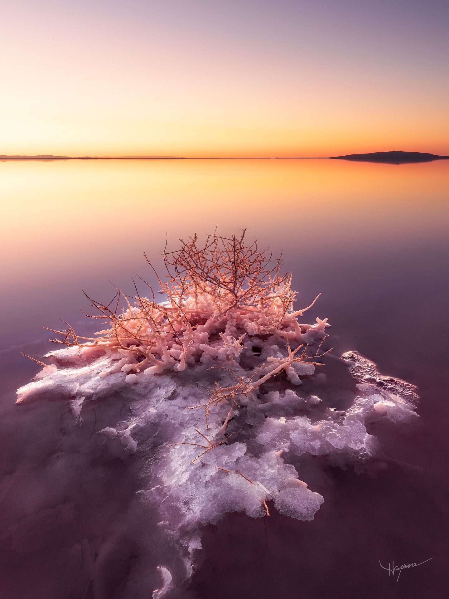 A series of tumbleweeds coated in salt crystals and trapped in three inches of shallow water along the Great Salt Lake. This natural phenomenon of minerals from small waves slowly encases the prickly branches, leaving behind a sculpture I find fascinating and delicately beautiful.