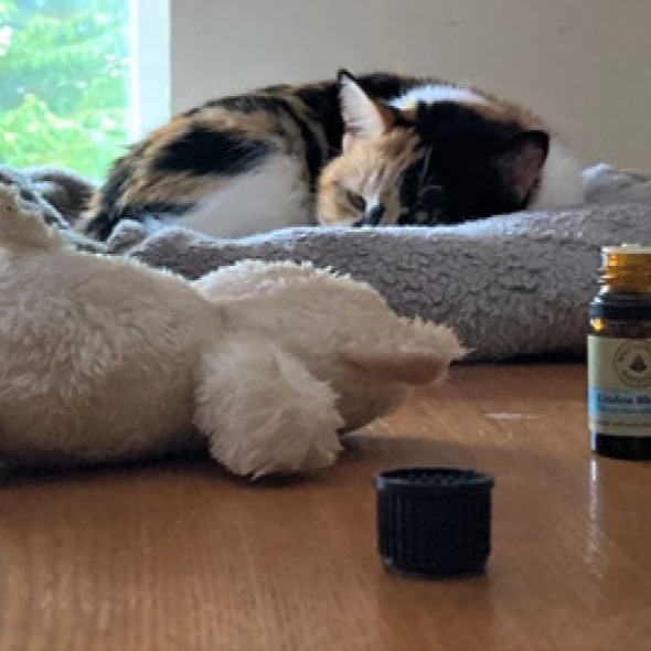 I love it how we keep on learning that animals can use all sorts of medicines to heal themselves. Much of the evidence so far has shown that animals can use drugs to protect themselves and their relatives against parasites and pathogens. There has been much talk about animals using natural remedies to treat mental disorders as well, and we now start seeing scientific evidence for this, including this new study by Silke Kleefeld and Cecilia de Souza Valente that catalogues how domestic cats can self-select essential oils to reduce emotional distress and depression. #appliedzoopharmacognosy @whitethornequinehealth @cabiresearch
See the article here:
https://www.cabidigitallibrary.org/doi/10.1079/abwcases.2025.0030