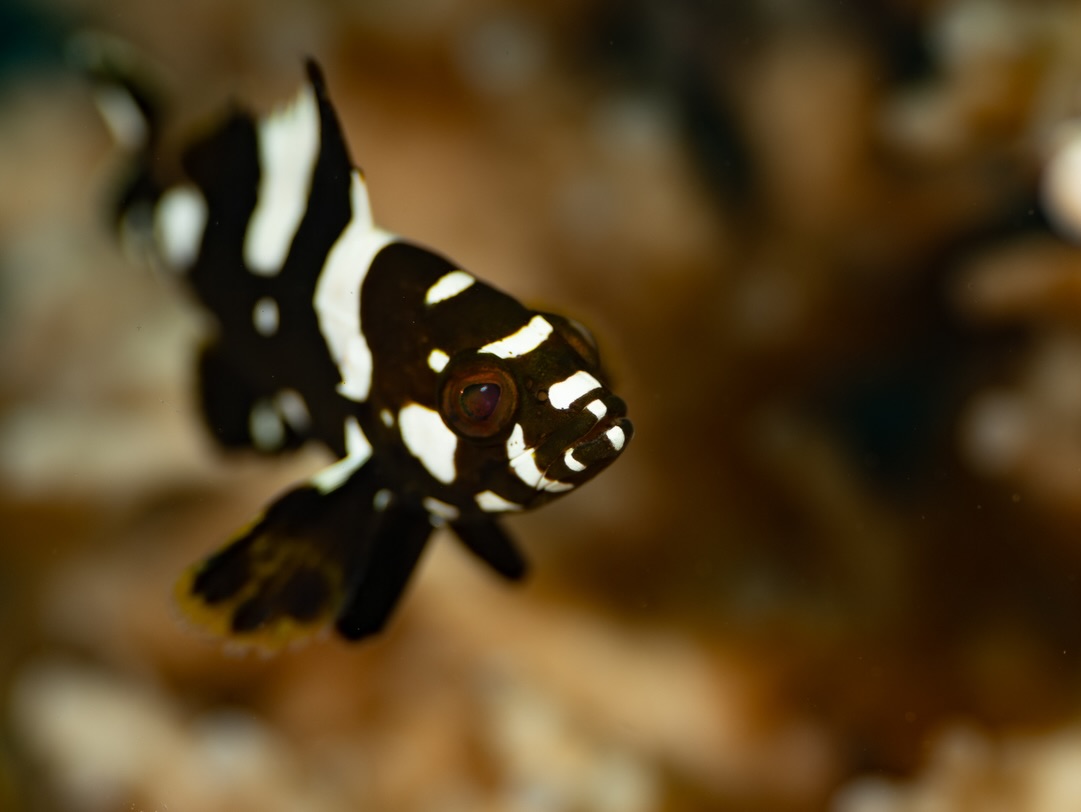 ๐๐๐๐๐๐๐๐ ๐๐๐๐๐
๐๐ ๐๐๐๐๐๐๐ - ๐๐ฉ๐ข๐ง๐๐ฉ๐ก๐๐ฅ๐ฎ๐ฌ ๐ฆ๐๐๐ฎ๐ฅ๐๐ญ๐ฎ๐ฌ
On 2 November we came across a stunning little juvenile fish tucked into a piece of coral at around 12 metres near one of our favourite sites. After a bit of research, we identified it as a juvenile Highfin Grouper (Epinephelus maculatus) โ and what really struck us is just how different the juveniles are compared with the adults.
We see adult highfins here fairly often, often in the company of octopus. It appears they may even hunt cooperatively โ a fascinating behaviour weโd love to capture properly one day. The juveniles, however, are in a league of their own when it comes to colour and pattern. Since that first sighting, weโve located four individuals within a stretch of roughly 50 metres, each one just as striking as the next.
Even better โ unlike the adults (who are still refusing to pose for the cameraโฆ for now!) โ the juveniles will sit still long enough to frame a clean shot. As a result, we now have hundreds of images to share over timeโฆ but hereโs a teaser to get things started.
This is why we slow down when we dive. The ocean reveals its secrets to those who take the time to watch, breathe, and simply observe.
๐ธ John Warmington
โ
โMessage or visit our webpage for more details at:
โ
๐๐๐๐ง ๐ญ๐จ ๐๐ข๐ฏ๐ ๐๐ง๐ ๐๐ข๐ง๐ ๐ง๐๐ฐ ๐๐ซ๐ข๐ญ๐ญ๐๐ซ๐ฌ?
โ๐๐๐.๐ฐ๐ฟ๐ถ๐๐๐ฒ๐ฟ๐๐ฝ๐ผ๐๐๐ฒ๐ฟ.๐ฐ๐ผ๐บ
โ
โโWhy not relax and spend a few days away โ dive and stay at Karma Waters Villa
โ
๐ต๐๐๐ฝ๐://๐ฎ๐ถ๐ฟ๐ฏ๐ป๐ฏ.๐ฐ๐ผ๐บ/๐ต/๐ธ๐ฎ๐ฟ๐บ๐ฎ๐๐ฎ๐๐ฒ๐ฟ๐
โ
#UnderwaterPhotography #VanuatuMoments #DiveVanuatu
Highlights: vanuatu macro diving, underwater macro photography, reef critters vanuatu, macro dive site havannah harbour, marine life photography vanuatu, tropical macro species