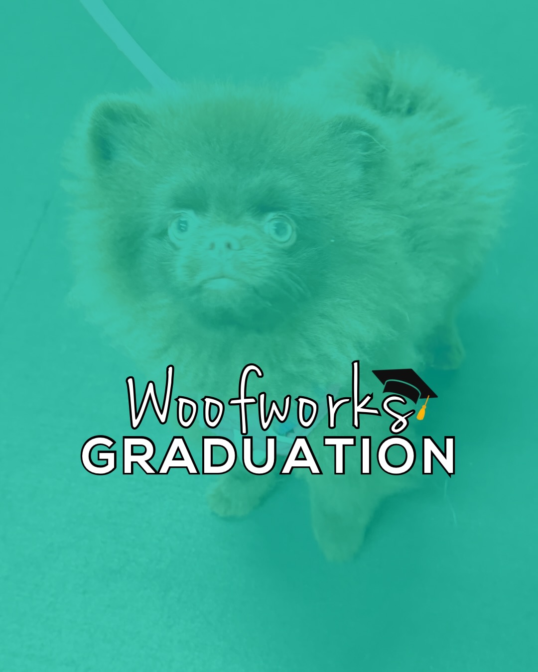 🐾 It’s Graduation Day at Woof Works!
Join us in celebrating our amazing recent grads and their dedicated humans:
🎓 Michael, Cubby & Anoop
🎓 Darcy & Ladybug
🎓 Lynn, Willow & Jim
Here’s to great dogs, great humans, and training that never stops growing 🎓🐾
#WoofWorksTraining #DogTrainingJourney #DogGraduation #MaineDogs #PositiveReinforcement #TrainingGoals #WoofWorksGraduates
