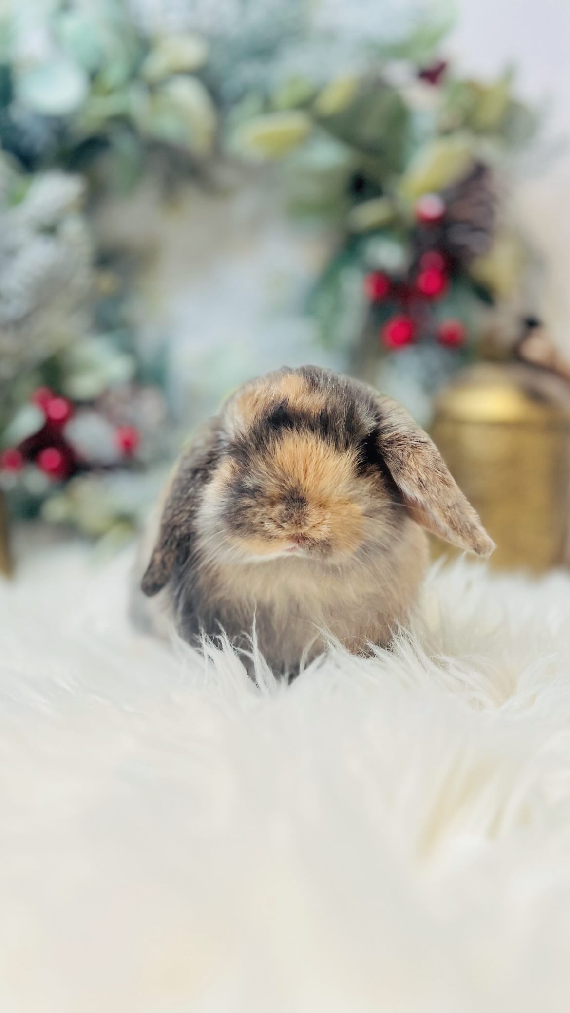 May your heart be LIGHT, your Christmas MERRY, and your New Year BRIGHT! 🎄🎅🏼 Happy holidays from us to you.
For more information about our rabbitry or adoption process, click the link in bio.
#hollandlop #bunniesofig #christmasiscoming