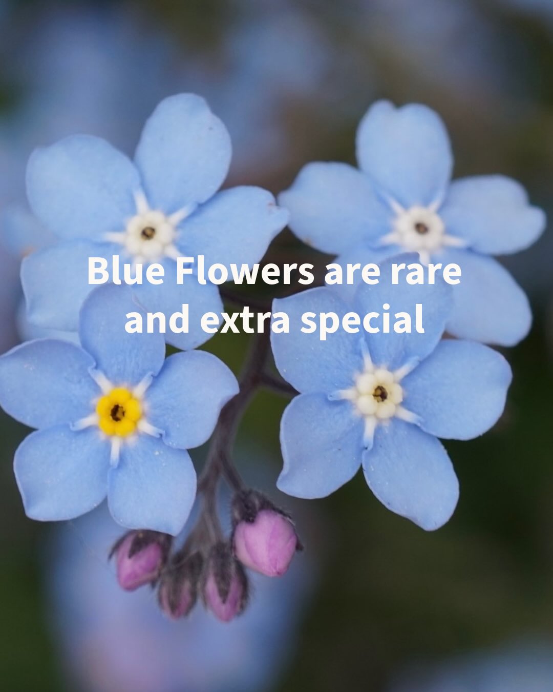 True blue is the rarest flower color in nature, with only about 10% or fewer of the world’s flowering plants producing blue blooms!
Plants don’t actually have a true blue pigment. Instead, they pull off some fascinating chemistry and light tricks to appear blue — shifting red and purple pigments (anthocyanins) with pH changes or scattering light in just the right way. It’s also energy intensive, which is part of why we don’t see it often.
Maybe that’s what makes blue flowers feel so special — a little bit of science, a little bit miraculous.
Swipe through to see some you can actually grow or find locally!
#blueflowers #flowerfacts #flowerfarmer #grownnotflown #minnesotaflowers #slowflowers #localblooms #cutflowers #seasonalflowers #botanicalbeauty #gardeningjoy #floralfavorites