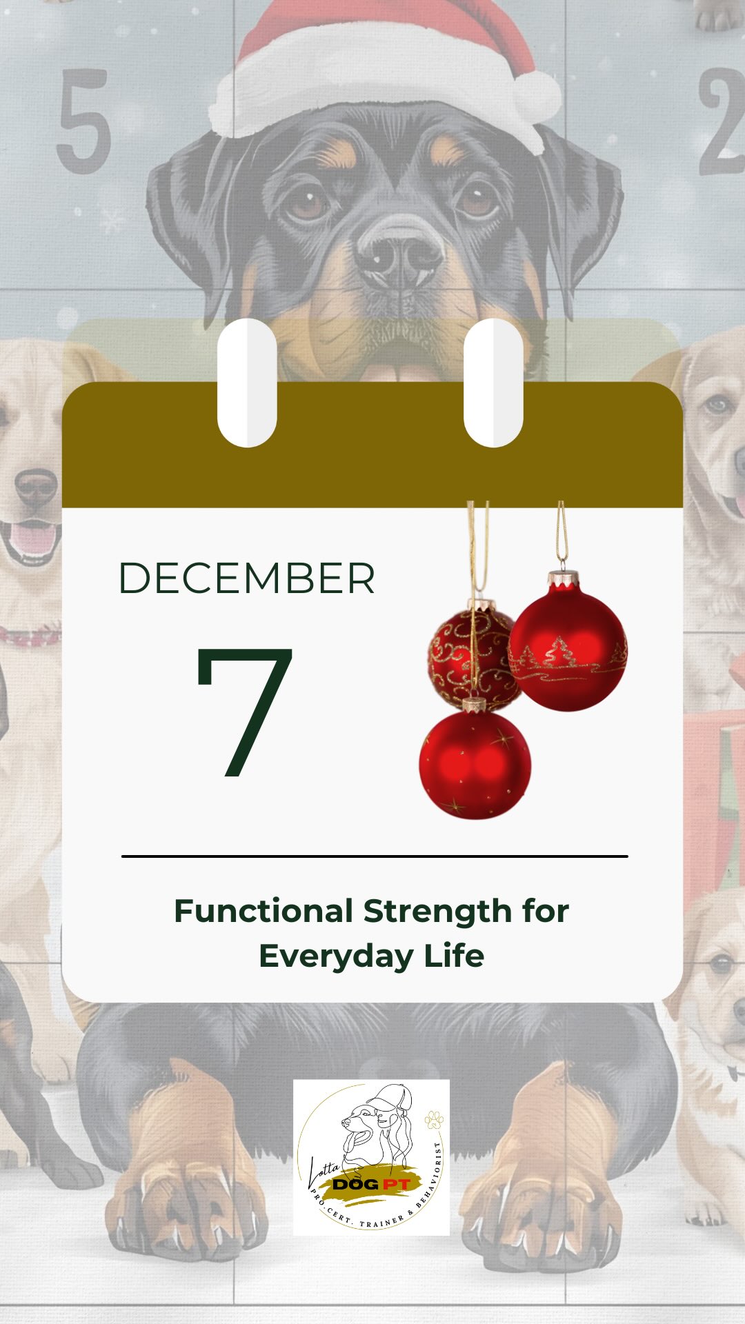 🎄 DAY 7- Functional training & calm handling in one exercise
Today I’m sharing a short clip from our indoor training where we combine simple functional training with indirect handling, a great combination for both body, mind and cooperation.
I use two large school boxes as targets, but we started without elevated targets, directly on the floor.
✨ WHAT are we training?
The dog stands steadily with:
* front legs parallel
* hind legs parallel
Then I calmly lift:
1. one front leg
2. one hind leg
3. the other front leg
4. the final hind leg
While Ecco is already in a good, stable position, I also take the opportunity to gently feel through the rear part of the body as part of handling training.
✨ WHY this exercise is so valuable
This exercise trains:
• balance and stability
• body control and coordination
• core and hindquarters
• body awareness (proprioception)
• comfort with touch and handling
• cooperation and trust
So this is both physical training and relationship work in one.
✨ HOW to start in brief
* Start without elevated targets
* Let your dog find a stable four-legged stance
* Lift one leg at a time, calmly
* Put it down before balance is lost
* Reward calm stability
When this works well, you can:
✔ add elevated targets
✔ increase the duration
✔ vary the order and difficulty
✨ About handling during the exercise
When your dog is already standing well, you can also add gentle handling, for example by calmly feeling through the rear.
Handling should also be trained separately, more thoroughly and in the dog’s own pace. This is a complement, not a replacement.
🌟 Remember:
Functional training is not about performance, it is about stability, confidence, body control and cooperation.
#functionaltrainingfordogs
#dogfitness
#dogbodyawareness
#doghandling
#dogtrainingtips
#balancedog
#confidencebuilding
#positivedogtraining
#dogmumlife
#rottweilerlife
#rottweilerlove
#lottadogpt