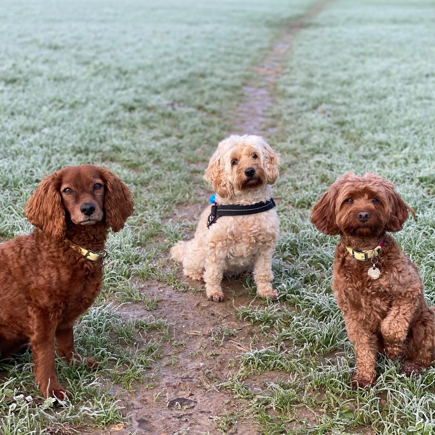 The frost and rain won’t stop us
#dogwalking #dogwalker #chalfontstpeter #chalfontstgiles #gerrardscross #dogtrainer #dogtraning