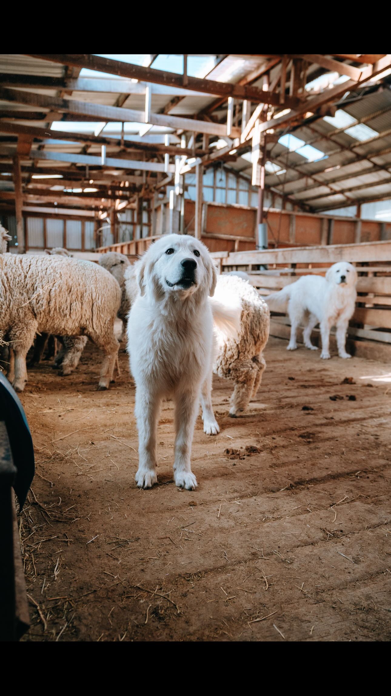 En este registro vemos cómo funciona la coexistencia: un puma 🐆 cruza frente a la cámara y, segundos después, Panda, uno de nuestros perros protectores 🐕 anuncia su presencia con un ladrido.
Esa señal basta para que el puma evite el conflicto y siga su camino, protegiendo al rebaño sin enfrentamientos 🐑✨
Los perros protectores son una herramienta clave para una ganadería que convive con la vida silvestre en la Patagonia 🌿
-
In this footage, we see coexistence in action: a puma 🐆 walks past the camera, and seconds later, Panda—one of our livestock guardian dogs 🐕—announces his presence with a bark.
That single signal is enough for the puma to avoid conflict and continue on its way, keeping the herd safe without confrontation 🐑✨
Livestock guardian dogs are a key tool for ranching that coexists with wildlife in Patagonia 🌿
#Coexistencia #Conservación #PerrosProtectores #Puma #Patagonia FundacionCerroGuidoConservacion