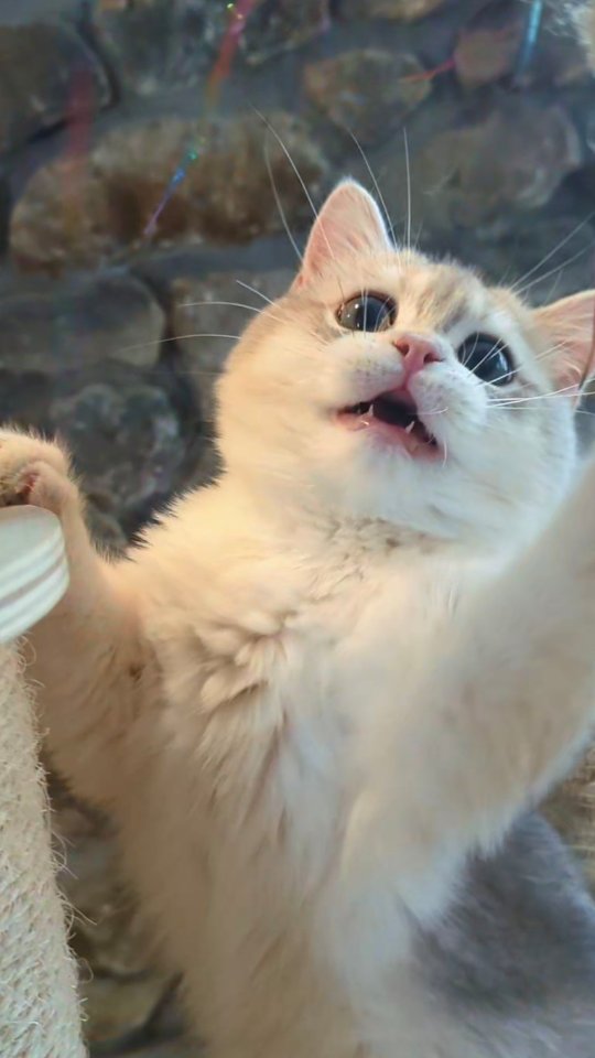 A lazy Sunday in snowed-in Ohio.
#loveofbrits #britishkitten #britishshorthair #britishlonghair #goldenbritish