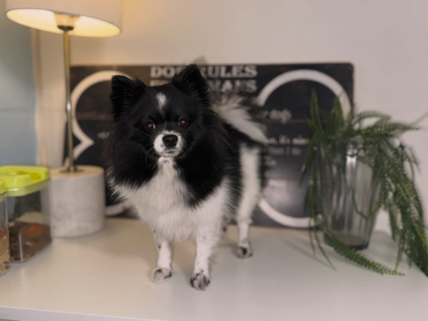 All hail Queen Oreo
Fastest zoomies, sharpest mind and enough mischief to keep us on our toes!
Catch her striking her “I’m ready for my close-up” pose
#TeacupPomeranian #PomLife #SmallDogBigPersonality #PetBoarding #DogBoarding #OvernightBoarding #DogDaycareLife #BramptonDogDaycare #BramptonDogBoarding #OntarioDogs #DogsofBrampton #DogsofGTA #WiggleWagDaycare