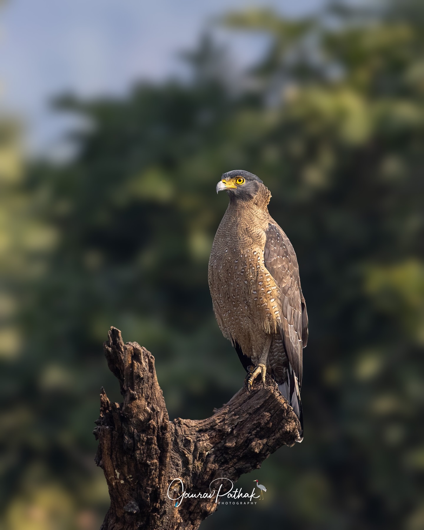 Crested Serpent Eagle (Spilornis cheela) – Perched with quiet authority, this eagle held its ground in the soft light of Rajaji National Park, eyes sharp and posture steady. Known for its preference for snakes and other reptiles, it often sits motionless until the perfect moment to strike. Rajaji is celebrated for its leopards, but mornings like this remind you that the park is just as rich for birds.
.
Location - Rajaji National Park
Shot on Canon R5
Canon RF600mm F4 L IS USM
ISO 640
f/5.6
1/2000s
.
#canonrf600mmf4 #animalplanet #kings_birds #bbcearth #birdphotographers_of_india #bbcwildlifepotd #best_birds_of_ig #birds_captures #bestbirdshots #bird_brilliance #birds_adored #canonasia #canonedge
#capturedoncanon #birds_nature #discoverychannel #discoverychannelindia #earthcapture #canwithcanon #photoscapeofthemonth #morebirdpics #natgeoindia #natgeoyourshot #nature_brillance #ssptalenthunt #nuts_about_birds #planetbirds #raw_birds #your_best_birds #yourshotphotographer