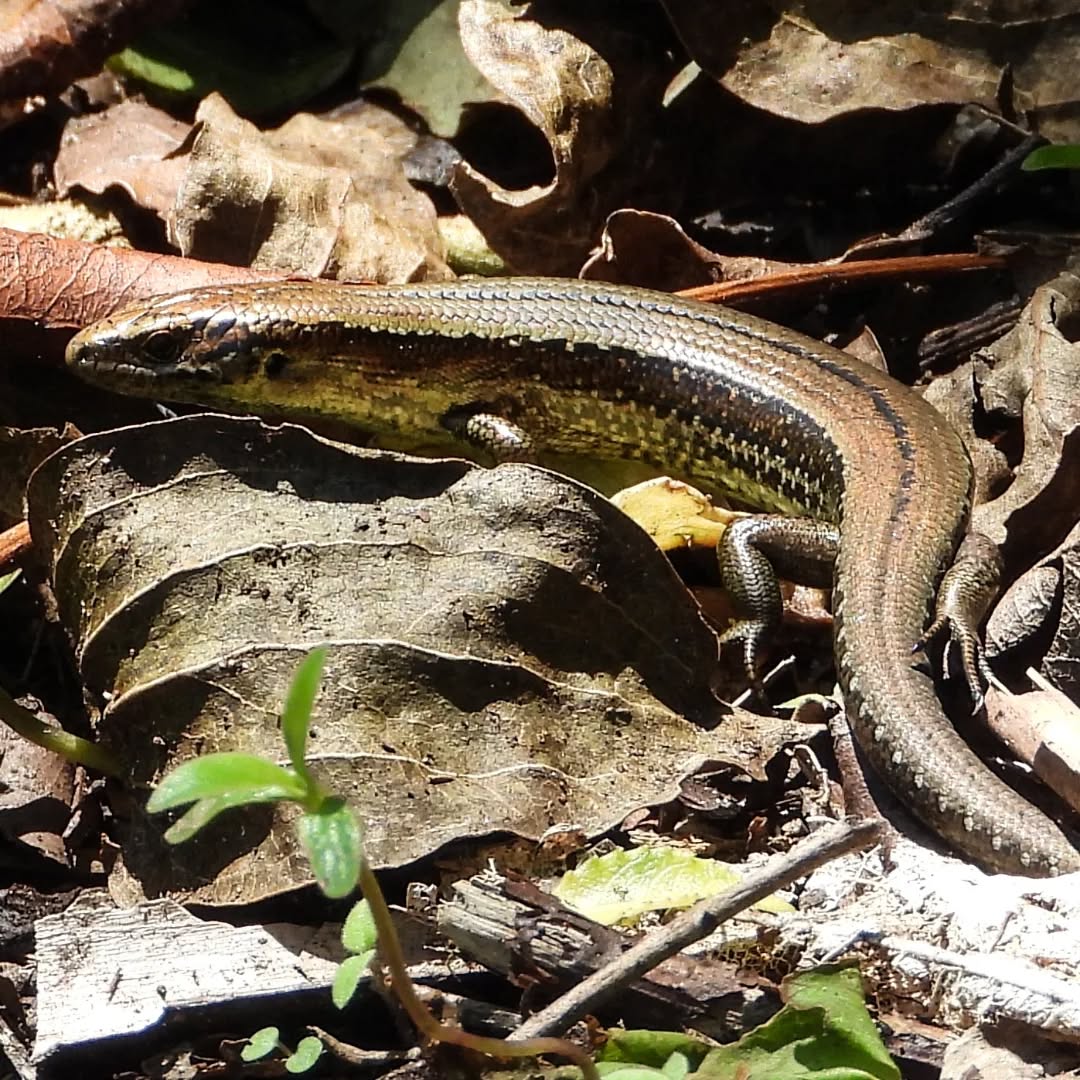 The patter of little feet in the leaf litter, a real surprise to see this skink on the track on the weekend.
ID? Maybe Oligosoma spp?
#karameareptiles #nzskink #Karamea #karameawild #newzealand #nzlife #nzwildlife #wildnz #southisland #nzsouth #southislandnz #westcoastnz #nzwestcoast #tewaipounamu #paradise #umere #arapito #littlewanganui #birdsnz #nzbirds #wildsouth #kohaihai #oparara #birdshots #birdphotos #wildlifenz #Aotearoa #nzfauna #nzflora