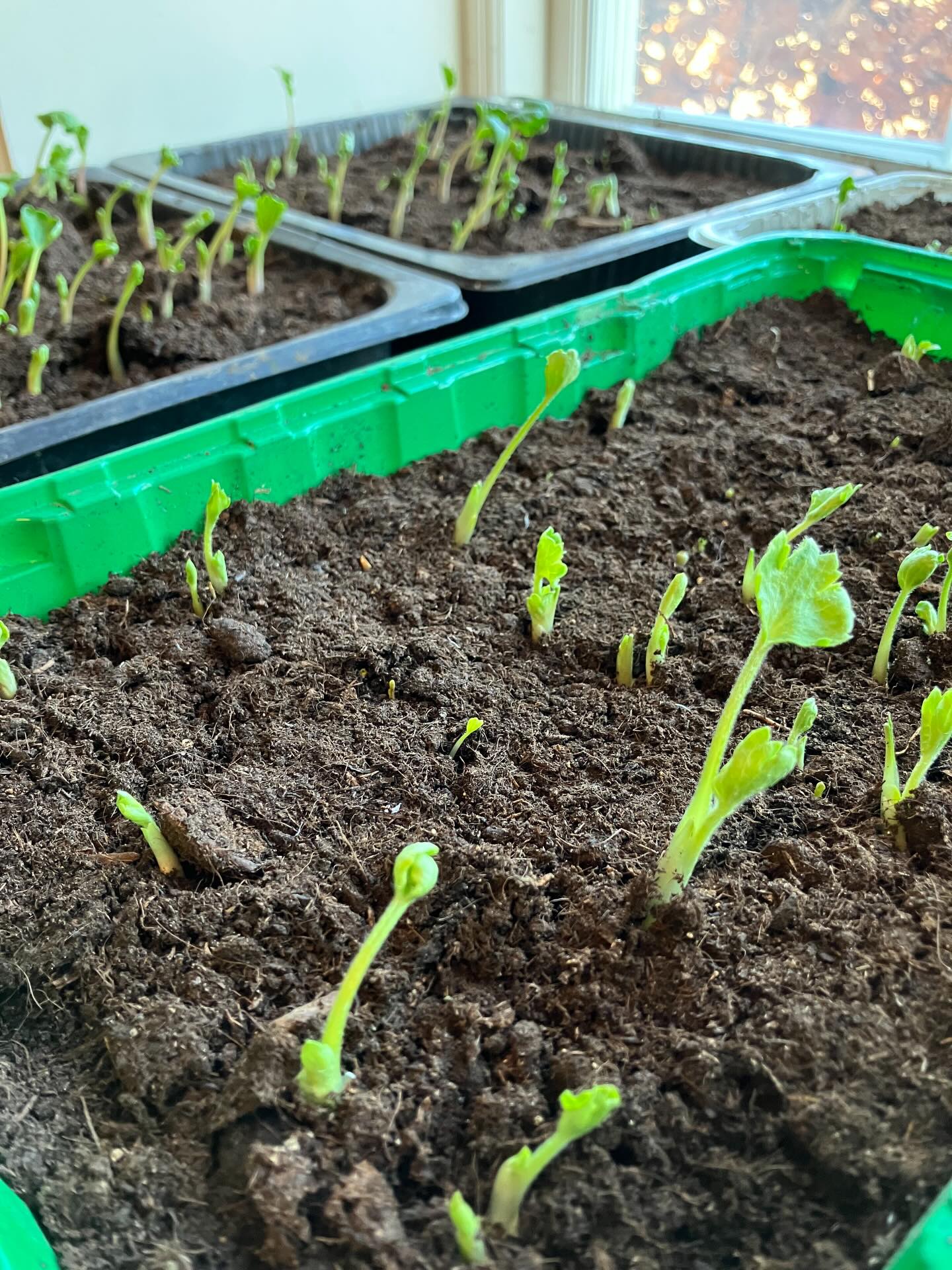 Mange spørger ind til hvad vi planter ud på marken for tiden, det er Ranunklerne 😍 Vi forstår godt en vis undren, det står ikke ligefrem i havebøgerne at det er nu det skal foregå. Men andre (fx @ranunkler_dk hvor vi køber knoldene) har gode resultater med tidlig udplantning, så vi har vovet pelsen.
Faktisk har vi gang i 4 forskellige metoder i år, så bliver det spændende om vi kan se forskel når vi rammer maj og juni måned 👍🤞👌
Kan I huske hvordan det så ud sidste år? Jeg havde næsten glemt det igen, men her er lidt billeder - tænk hvad vi kan se frem imod! 🥳🤩