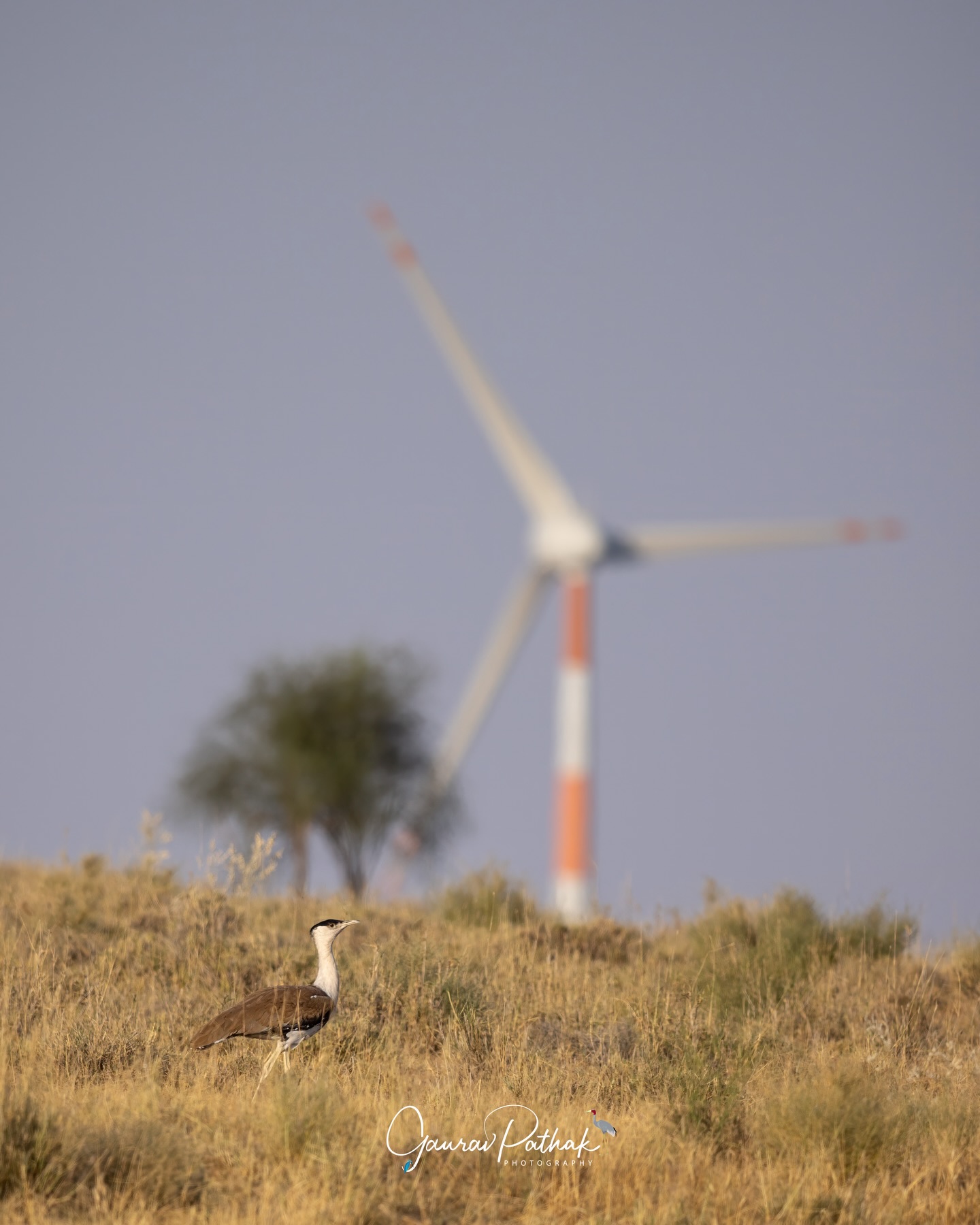 Great Indian Bustard (Ardeotis nigriceps) – One of India’s most threatened birds, seen here with a wind turbine in the distance, a quiet reminder of how vulnerable the species has become. Once spread across vast grasslands, it now survives in only a few remaining pockets, mostly in western India.
Its biggest challenges come from shrinking habitats, expanding infrastructure, and collisions with overhead power lines. These lines are a major threat because the bustard flies low and has limited forward vision. In some regions, conservation teams have begun fitting the lines with reflectors so they are easier for the birds to spot. It is a small but meaningful step, especially where undergrounding is not immediately possible.
Alongside this, grassland restoration continues, access around breeding zones is being regulated, and a carefully managed conservation breeding programme is underway. Each measure adds a layer of protection for a species that has almost vanished from the wild.
To see a Great Indian Bustard today is to feel both awe and urgency. It is a reminder that the future of our grasslands depends on choices made now, while there is still time to keep this remarkable bird from slipping away. #SaveTheGIB #GrasslandConservation #onthebrink