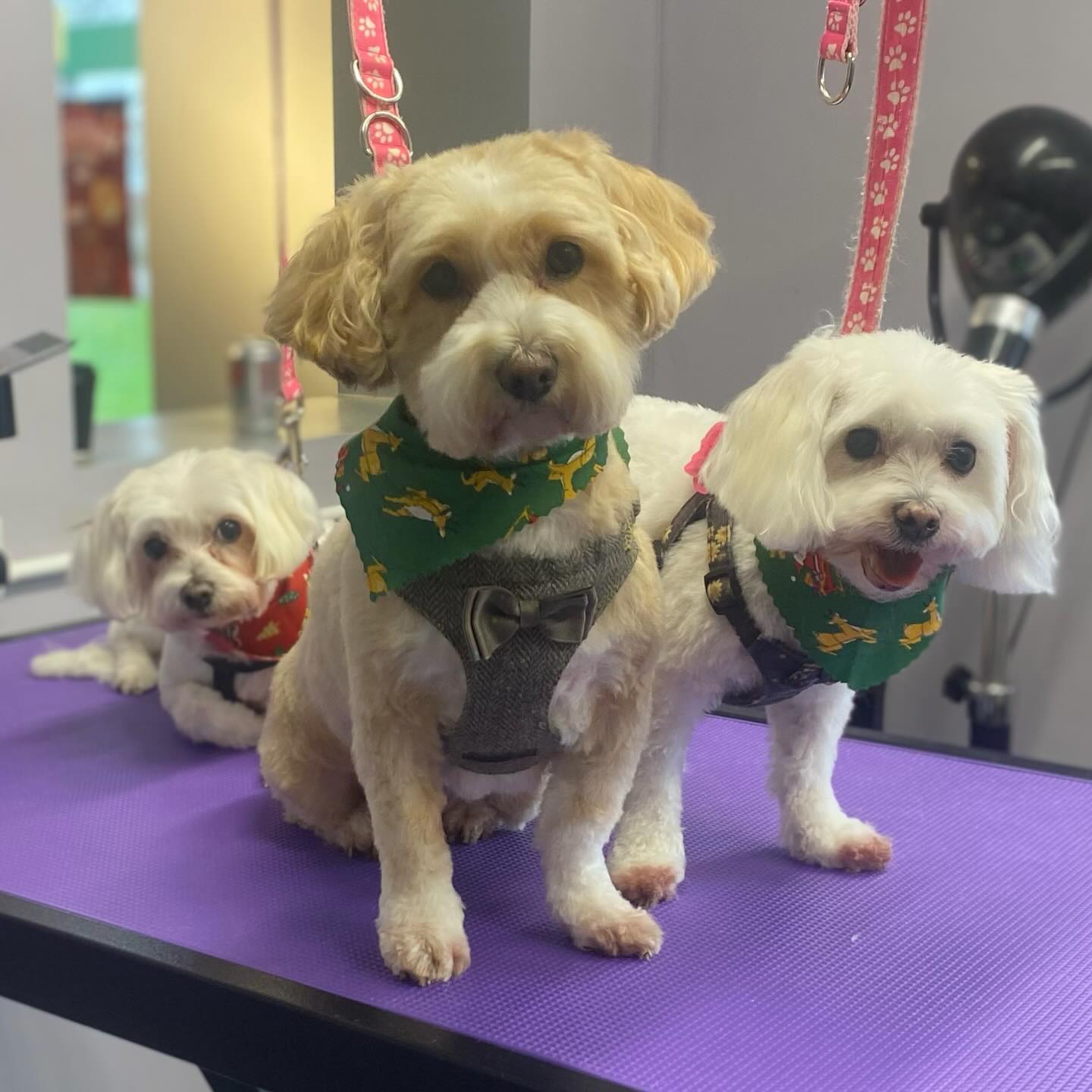 Rosie, Bella & Lilly 🐶🐶🐶