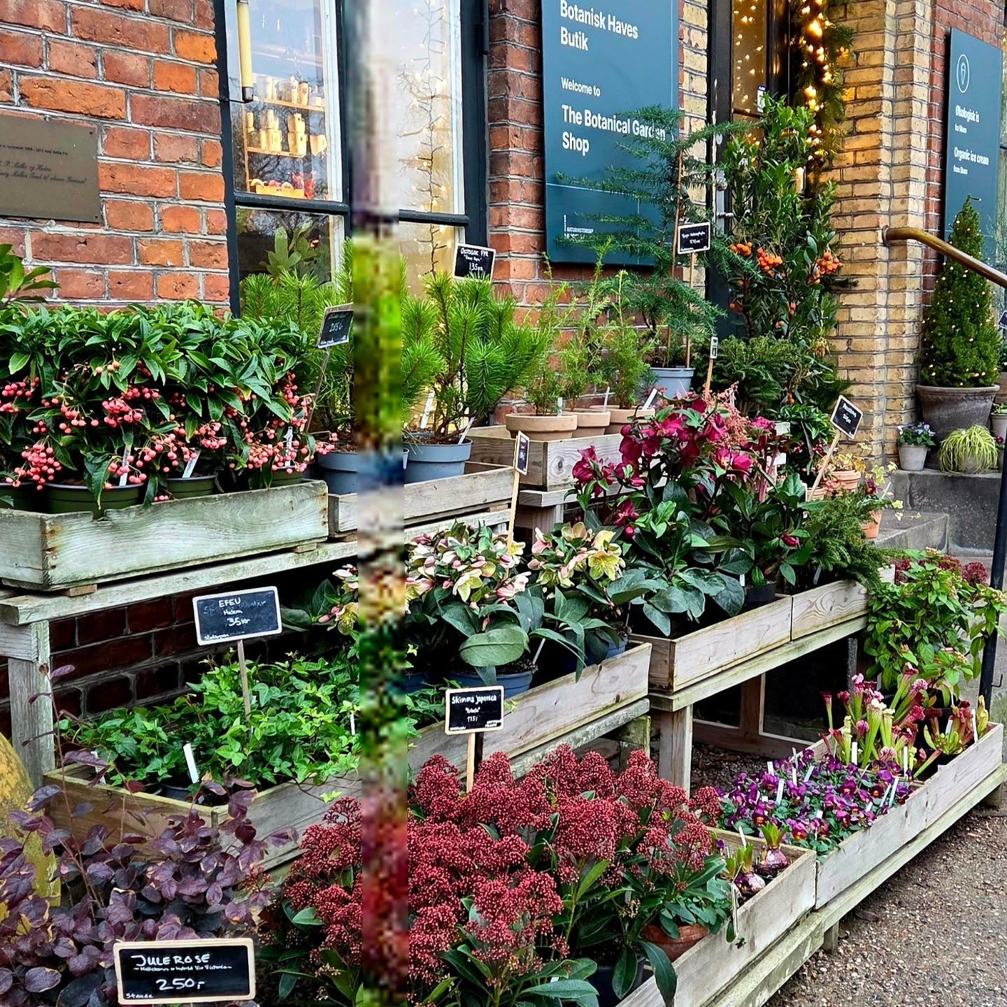 Check out this charming gift shop at the Copenhagen Botanic Garden! The climate here is so similar to MA and we can grow many of the same plants; helebores, skimmia, fir and violets, for example.
Also, thank goodness for botanical Latin, since it's a consistent naming system that spans all countries. This was so much easier than trying to figure out the common plant names in Danish.
We're visiting this super cool Scandinavian city so we can see Radiohead tonight 😀 🇩🇰
#botanicalgarden #plantshopping #copenhagen #radioheadconcert #horticulture #plantgeek #avlad