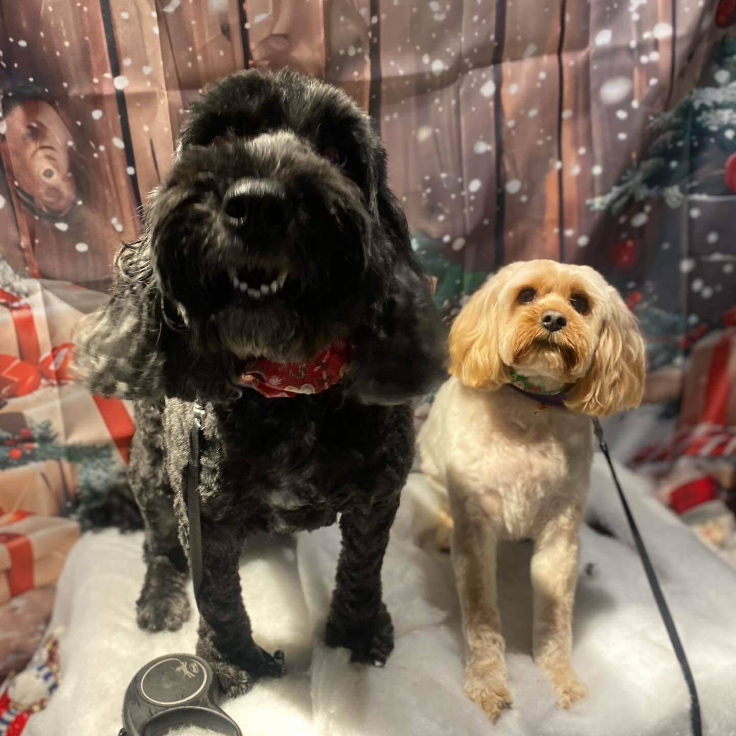 These 2 😂🥰
Lucy & Bella 🐶 🎄