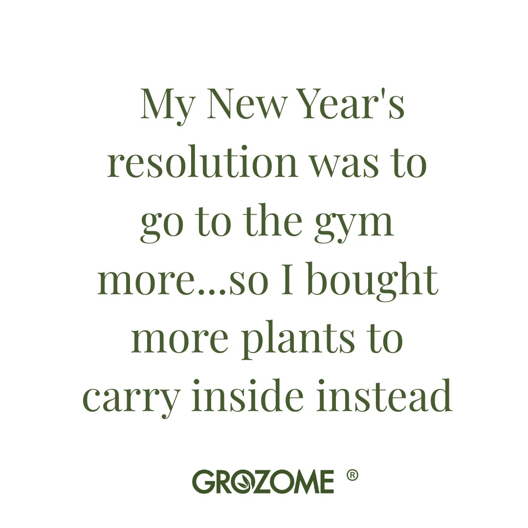Who needs a gym membership when you've got a plant addiction? đȘ
Nothing builds muscle quite like hauling bags of soil and carrying home "just one more" Peace Lily. Consider it strength training with benefits: better air quality, improved mood, and a thriving indoor jungle.
What's your favorite excuse for skipping the gym? Drop it in the comments! đ
#PlantParent #PlantMemes #NewYearsResolution #HouseplantCommunity #gardeninglife