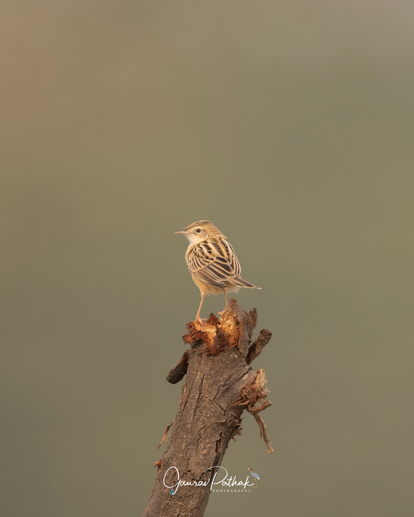 Zitting Cisticola (Cisticola juncidis) – A tiny grassland singer that most people walk past without a second glance. Perched on a reed or bouncing between stems, it weaves its familiar call through open fields, a steady soundtrack to quiet landscapes. It may be common, but spend a moment with it and the charm becomes clear. Fine streaks on the back, a delicate posture, and a voice that carries far more confidently than its size suggests. A small reminder that beauty in the grasslands doesn’t always shout for attention.
.
Location - Gurgaon
Shot on Canon R5
Canon RF600mm F4 L IS USM
ISO 160
f/4
1/1000s
.
#canonrf600mmf4 #animalplanet #kings_birds #bbcearth #birdphotographers_of_india #bbcwildlifepotd #best_birds_of_ig #birds_captures #bestbirdshots #bird_brilliance #birds_adored #canonasia #canonedge
#capturedoncanon #birds_nature #discoverychannel #discoverychannelindia #earthcapture #canwithcanon #photoscapeofthemonth #morebirdpics #natgeoindia #natgeoyourshot #nature_brillance #ssptalenthunt #nuts_about_birds #planetbirds #raw_birds #your_best_birds #yourshotphotographer