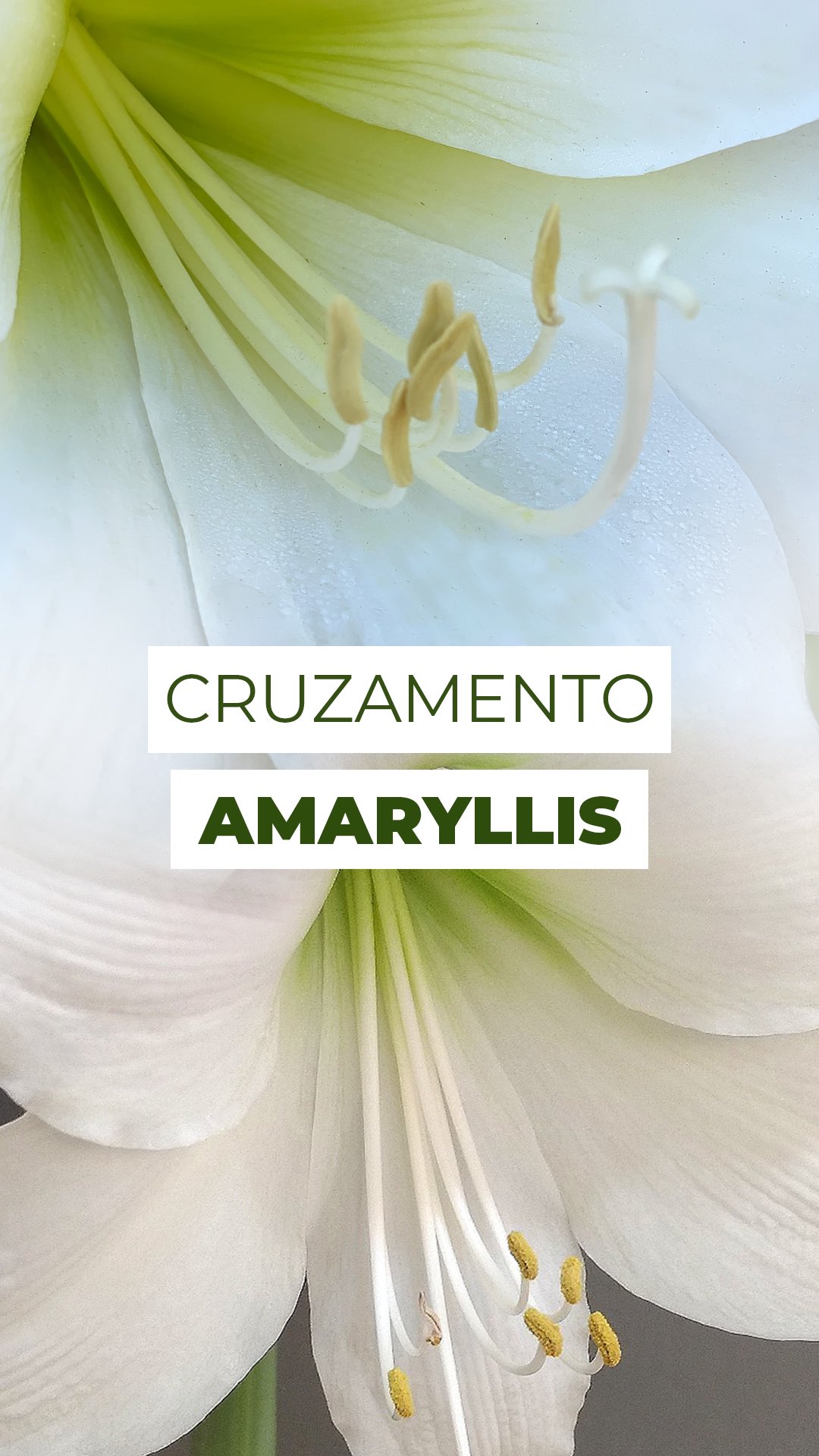 A flor do seu Amaryllis abriu? 🌺
Então você precisa conhecer a mágica por trás das novas variedades!
Lá dentro da flor acontece um verdadeiro encontro da natureza:
✨ As anteras produzem o pólen.
✨ O estigma recebe esse pólen e dá início à fecundação.
Quando insetos fazem essa “ponte”, novas cores e formatos podem surgir, é assim que nascem os Amaryllis diferentes que a gente ama!
E aí, sabia dessa curiosidade sobre o Amaryllis?
Conta pra gente nós comentários 👇
#amaryllis #amarilis #hippeastrum #hippeastrumhybrid #flores
