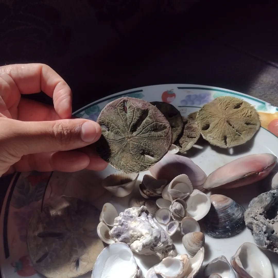 Moeda de Sereia
Às vezes o mar devolve pequenos segredos à areia.
A bolacha-do-mar, chamada de Moeda de Sereia pelos antigos, era vista como o dinheiro deixado pelas criaturas das águas, pagamento às Rainhas do Mar, presente das sereias a quem caminha na beira do mundo.
No folclore britânico, quem encontra uma Moeda de Sereia recebe sorte, proteção e a visão limpa das ondas.
No Brasil, ela é lembrada como um amuleto do mar: traz boa-venturança, guarda contra mau-olhado e carrega a bênção suave de Iemanjá. É um símbolo das fronteiras: um sol desenhado em osso, uma estrela trazida pela maré. Quando o mar te entrega uma, recebe com respeito pois dizem que toda Moeda de Sereia é um recado antigo que encontrou o seu dono.
#moedadesereia #seamagic #folkmagic #witches #witchcraft