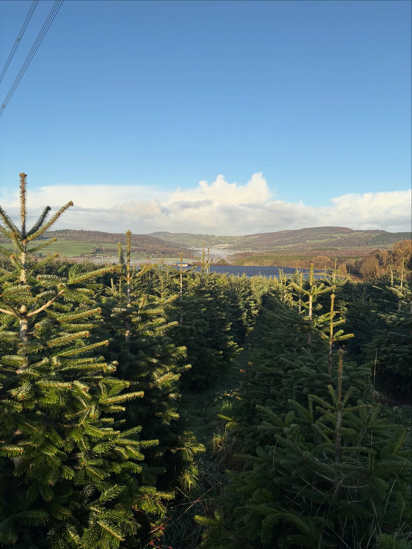 Pick with a viewโฆ.. or pick from our magical Christmas Village, live Christmas music, Friday, Saturday & Sunday! We have enough trees for a lifetime, come and choose a tree in our field! Thanks for supporting Clearwell this festive season ๐๐