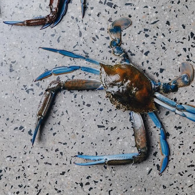 It’s that time of the year!
SEA KINGS are welcoming the festive period with Christmas Pre-Orders going live at 7pm AEDT tonight.
Get in early to lock in the freshest prawns, crays and oysters.
www.seakings.com.au
Image via our friends at @au79cafe