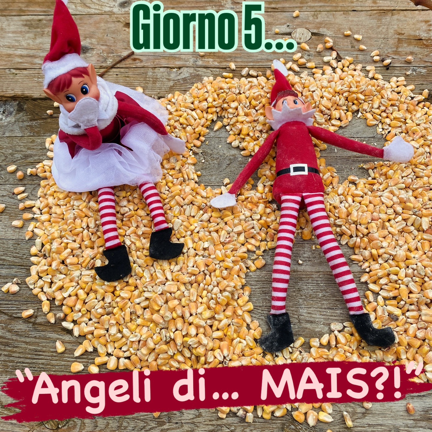 🧝♂️🧝♀️ Giorno 5!
I nostri elfi dispettosi oggi erano convinti di aver trovato finalmente un po’ di neve in fattoria… ❄️🤔
Solo dopo essersi lanciati a fare gli angeli si sono accorti che…
era mais.
TANTO mais. 🌽😂
A quanto pare gli elfi di Natale non sono proprio esperti di agricoltura.
Ma il divertimento non manca mai qui alla Fattoria Valle Magica! ✨
Seguiteci… perché domani succederà QUALCOS’ALTRO. 😈🎅
#ElfiDispettosi #ElfiDiNatale #ElfOnTheShelf #ElfOnTheShelfItalia #ElfiInFattoria #FattoriaValleMagica #Natale2024 #MagiaDiNatale #TradizioniDiFamiglia #ChristmasFun #ChristmasMagic #HolidaySeason #KidsActivities #FamilyFun #LifeOnTheFarm #CuteAnimals #DailyFarmLife #Abruzzo #AbruzzoItaly #AnimalsOfInstagram #foryou