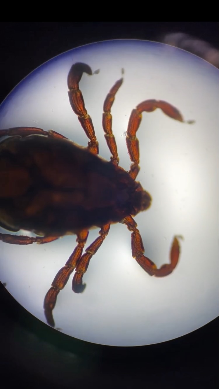 “Protegir al teu animal és també protegir-te tu 🐾❤️”
Les paparres no fan vacances! 🕷️ Tot i que a l’estiu són més actives ☀️, també en trobem a l’hivern ❄️.
A més de transmetre malalties possiblement greus als nostres animals 🐾 també transmeten zoonosis (malalties que poden afectar als humans 👨🏼🤝👨🏽)
Al territori espanyol 🇪🇸 es documenten casos de:
👇🏼👇🏼👇🏼
🐶 Malaltia de Lyme
🩸 Febre botonosa mediterrània
🦠 Febre hemorràgica de Crimea-Congo
🤒 Febre recorrent per paparres
🧬 Anaplasmosi granulocítica humana
🐾 Babesiosi
⚡ Ehrlichiosi
...
👉🏼Per això és clau portar un protocol de desparasitació adequat que els protegeixi durant tot l’any 🐕💊.
Com també és important revisar-los bé després de cada excursió al camp 🐕🦺🌿, especialment els que tenen pèl llarg en els mesos d'alt risc ☢️
Moltes vegades la millor medicina és una bona prevenció!