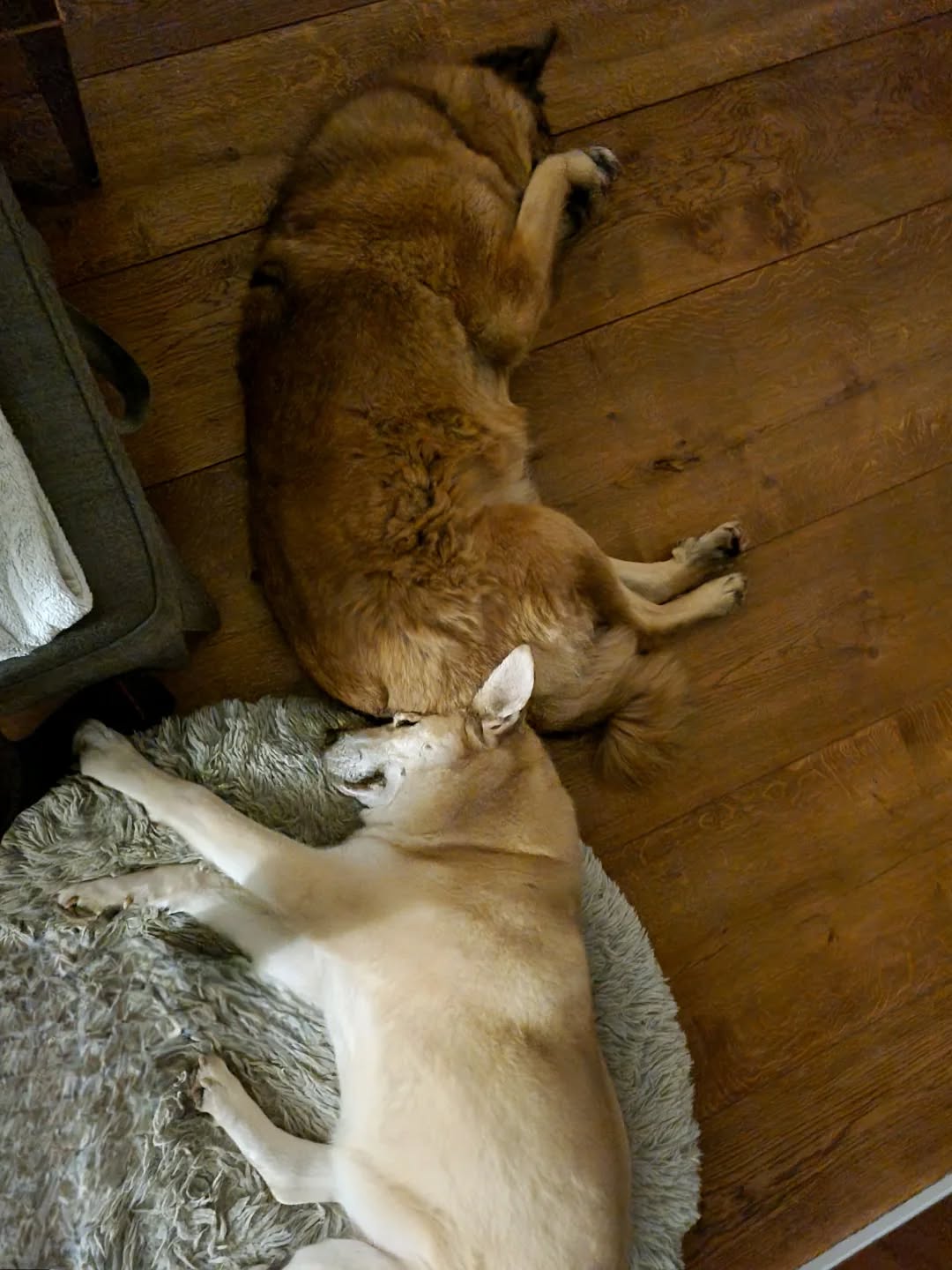 interessante Schlafpositionen 😂🥰
#hundeliebe #hunde #mithundensprechen #dogsofinstagram #dogsoninstagram