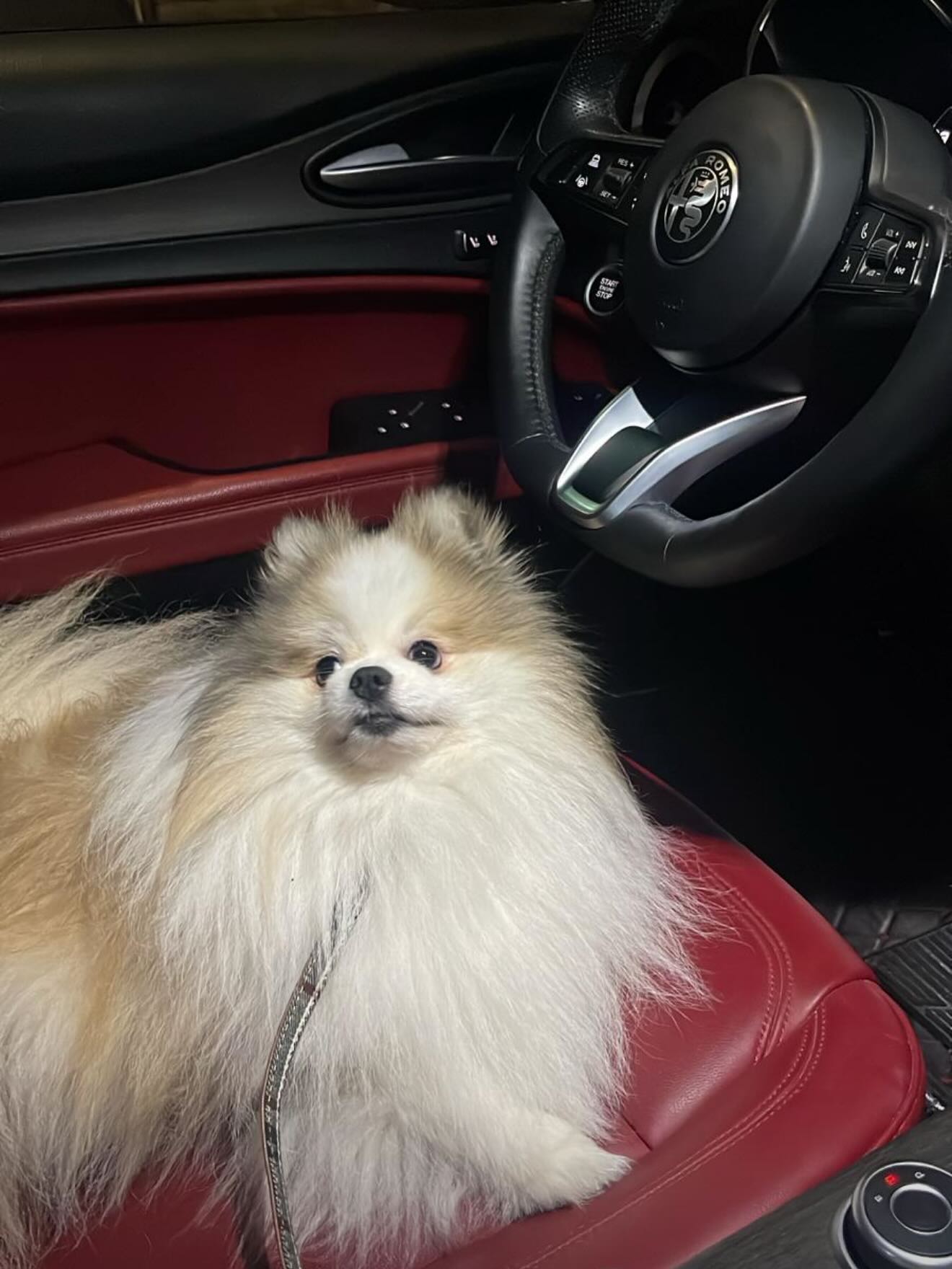 Aslan nos saluda desde Boston 🐾❤️
Siempre tan bello y elegante.
Aslan is saying hi from Boston 🐾❤️
Always looking so handsome.